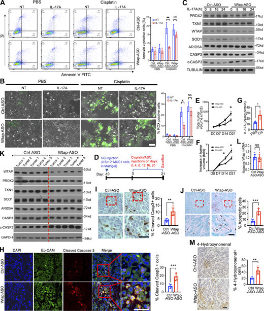 Wtap ASO renders MOC1 tumors sensitive to cisplatin treatment. (A) MOC1 cells pretreated with cisplatin or vehicle control (PBS) were transfected with Wtap or control ASO, followed by IL-17A stimulation. Cells were then stained with annexin V/PI and analyzed by flow cytometry. Shown is the percentage of the apoptotic population (annexin V positive cells). The data are presented as the mean ± SD (n = 3). (B) MOC1 cells transfected with Wtap or control ASO were treated with cisplatin or vehicle control (PBS), followed by IL-17A treatment and CellROX Green staining assay. Representative fluorescence images show intracellular levels of ROS (green fluorescence). Scale bar, 100 μm. Graph shows the percentage of CellROX stained cells and SD (n = 3 independent plates). Three independent fields per plate were analyzed for quantification. (C) MOC1 cells transfected with Wtap or control ASO were treated with cisplatin, followed by IL-17A treatment and western blot analysis. (D) Treatment timeline for MOC1 tumor model–based experiments in D–H: C57BL/6 mice (n = 5/group) were injected in the right flank with MOC1 cells (0.5 × 106, in matrigel), and 10 days later randomized into treatment groups. Mice were then treated with cisplatin (5 mg/kg) and simultaneously subjected to intra-tumor injections of WTAP or control ASO (1 nmol/mouse). Treatment was repeated every 4 days up to day 21, after which mice were sacrificed and tumor tissue was collected. (E and F) Tumors from mice in D were measured. Graph shows total tumor volume (E) and fold increase in tumor size (F). Represented as mean ± SEM, n = 5/group. (G) IL-17A levels in tumor homogenates from mice in D were determined by ELISA (n = 5 biological samples/group ± SD). (H) Representative images of immunofluorescence staining for cleaved caspase-3 in sections of MOC1 tumors from mice in D. Blue, DAPI nuclear staining. Graph shows the percentage of cleaved caspase-3 positive tumor cells over EpCam positive cells. Five random regions were analyzed for each group; bar graphs show the mean and SD of biological replicates. (I) Representative images of immunohistochemical analysis of cleaved caspase-3 in MOC1 tumor sections from mice in D, counterstained with hematoxylin. The graph shows the percentage of cleaved caspase-3 positive cells. Five random regions were analyzed for each group; bar graphs show mean and SD of biological replicates. Scale bar, 50 μm. (J) Left panel: Representative images of TUNEL assay in MOC1 tumor sections from mice in D, counterstained with methyl-green. Graph shows the percentage of cleaved caspase-3 positive cells. Five random regions were analyzed for each group; bar graphs show mean and SD of biological replicates. Scale bar, 50 μm. (K) MOC1 tumor lysates from mice in D were subjected to western blot analysis. (L) Real-time PCR analysis of Wtap mRNA in the MOC1 tumor tissue from mice in D. (M) Representative images of immunohistochemical analysis of 4-hydroxynonenal levels in MOC1 tumor tissue lysates from mice in D. Graph shows the percentage of 4-hydroxynonenal positive cells. Five random regions were analyzed for each group; bar graphs show mean and SD of biological replicates. Scale bar, 100 μm. Two-tailed t test was performed. *P < 0.05, **P < 0.01, and ***P < 0.001; NS, not significant. All data are representative of three independent experiments. Source data are available for this figure: SourceData F7. Refer to the image caption for details.
