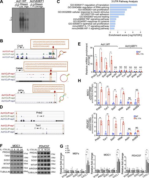 Act1 binds to the 5′UTR of Wtap and antioxidant mRNAs to promote their translation. (A) Autoradiograph of radiolabeled cross-linked Act1–RNA complexes immunopurified from IL-17A–stimulated WT Act1 or Act1 ΔSEF1 MEFs lysates treated with either a low (1:20,000) or high (1:1,000) concentration of RNaseA. No UV crosslinking and IgG were used as negative controls. Arrow denotes position of Act1. Open bracket indicates the region of membrane excised for library preparation. (B) Genome browser views of Act1 CLIP binding sites on the 3′UTR of Cxcl1, Cebpb, and Hif1a overlap with the previously reported SBE sites. Scaling was performed for visualization. (C) Pathway analysis of the genes with identified Act1 binding sites on the 3′UTR of their transcripts. (D) Genome browser views of Act1 CLIP binding sites on the 5′UTR of Prdx2 and Txn1. (E) WT Act1 or Act1 ΔSEF1 MEFs were either left untreated or treated with IL-17A, followed by RNA immunoprecipitation with anti-Act1 and RT-PCR. Relative values normalized against IgG control are shown (mean and SD of three independent plates of cells). One-way ANOVA was performed, followed by Tukey’s multiple-comparisons test. (F) MOC1 cells and PDVC57 cells were treated with IL-17A, followed by western blot analysis. (G) WT Act1 MEFs, MOC1 cells, and PDVC57 cells were treated with IL-17A, followed by RT-PCR analyses (n = 3 independent plates of cells). (H) MOC1 cells and PDVC57 cells were treated with IL-17A and subjected to RNA immunoprecipitation with anti-Act1 followed by RT-PCR analyses (n = 3 independent plates of cells). Relative values normalized against IgG control are shown. All data are representative of three independent experiments. Two-tailed t test was performed. *P < 0.05, **P < 0.01, ***P < 0.001, and ****P < 0.0001; NS, not significant. Source data are available for this figure: SourceData FS1.