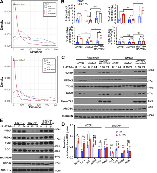 IL-17 induces WTAP-dependent m6A methylation of Act1 5′UTR targets, facilitating their cap-independent translation. (A) Density plots corresponding to distances of Act1 binding sites on the 5′UTR (red) and 3′UTR regions (blue) mRNA transcript region to the closest annotated m6A binding sites using additional published datasets (GEO accession nos. GSE53244, GSE61995). Random distances on each transcript region were used as control (dashed lines). (B) MOC1 cells transfected with either siCTRL, siWTAP, or siWTAP+HA-WTAP were either left untreated or treated with IL-17A, followed by methylated (m6A) RNA immunoprecipitation (MeRIP) and RT-PCR. Graphs show relative levels of indicated mRNAs normalized to Gapdh (mean and SD of three independent plates of cells). (C) WT Act1 MEFs were transfected with siCTRL, siWTAP, or siWTAP+HA-WTAP. The transfected cells pretreated with rapamycin or vehicle control (DMSO) were treated with IL-17A, followed by western blot analysis. (D) MOC1 cells transfected with siCTRL or siWTAP were pretreated with rapamycin, followed by IL-17A treatment and fractionation. Indicated mRNAs from translation-active pools and translation-inactive pools were analyzed by RT-PCR and normalized to Gapdh. The graph shows the ratios of mRNAs from translation-active/inactive pools (n = 3 independent plates of cells). (E) MOC1 cells transfected with siCTRL, siWTAP, or siWTAP+HA-WTAP were pretreated with rapamycin, followed by IL-17A. The cell lysates were subjected to western blot analysis. Two-tailed t test was performed. *P < 0.05, **P < 0.01, and ***P < 0.001; NS, not significant. Source data are available for this figure: SourceData FS3. Refer to the image caption for details.