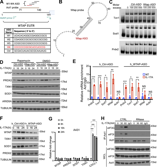 Wtap ASO blocks Act1 binding to Wtap mRNA, attenuating IL-17–induced m6A methylation and translation of Act1's 5′UTR targets. (A) Schematic representation of the Wtap 5′UTR. Act1 probe, W1-W4 ASO, and MeRIP primers corresponding sites are indicated. W1–W4 and Ctrl ASO sequences are listed in the table. (B) Graph shows the structure of Wtap ASO bound Wtap 5′UTR RNA probe. (C) REMSA competition assay using Ctrl-ASO or Wtap-ASO to compete with indicated 5′UTR probes for binding to Act1 SEFIR. (D) MOC1 cells transfected with Ctrl-ASO or WTAP-ASO were pretreated with rapamycin or vehicle control (DMSO) and then either left untreated or treated with IL-17A. The cell lysates were subjected to western blot analysis. (E) A-431 cells transfected with h_Ctrl-ASO or h_WTAP-ASO were pretreated with rapamycin and then either left untreated or treated with IL-17A, followed by RNA immunoprecipitation with anti-Act1 and RT-PCR. Relative values normalized against IgG control are shown (mean and SD of three independent plates of cells). (F) A-431 cells transfected with h_Ctrl-ASO or h_WTAP-ASO, were pretreated with rapamycin and then either left untreated or treated with IL-17A. The cell lysates were subjected to western blot analysis. (G) A-431 cells were treated with IL-17A, followed by RT-PCR analyses (n = 3 independent plates of cells). One-way ANOVA was performed, followed by Tukey’s multiple-comparisons test. (H) MOC1 cells were stimulated with IL-17A. Cell lysates either left untreated or pretreated with RNaseA were immunoprecipitated with anti-Act1 and subjected to western blot analysis. WCL, whole cell lysate. *P < 0.05, **P < 0.01, ***P < 0.001, and ****P < 0.0001; NS, not significant. Source data are available for this figure: SourceData FS4. Refer to the image caption for details.