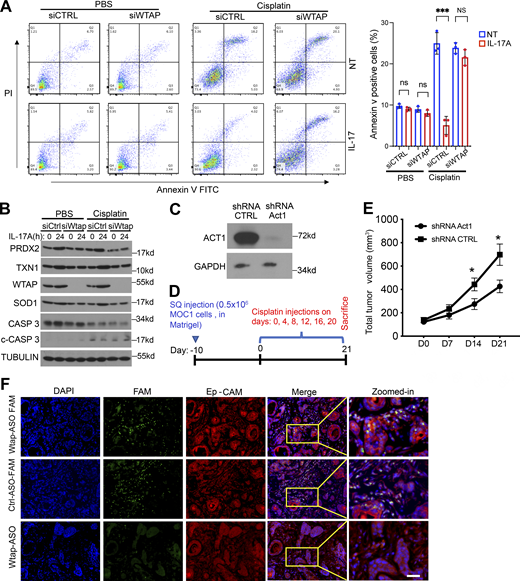The IL-17/Act1–WTAP axis confers resistance to cisplatin treatment in tumor cells. (A) MOC1 cells transfected with siCTRL or siWTAP were pretreated with cisplatin or vehicle control (PBS), followed by IL-17A treatment. Cells were then stained with annexin V/PI and analyzed by flow cytometry. Shown is the percentage of apoptotic cells (annexin V positive). The data are presented as the mean ± SD (n = 3). (B) MOC1 cells were transfected with siCTRL or siWTAP. The transfected cells were pretreated with cisplatin or PBS followed by treatment with IL-17A. The cell lysates were subjected to western blot analysis. (C) MOC1 cells transfected with a control shRNA vector or Act1 shRNA constructs were selected by puromycin treatment. Cell lysates were analyzed by western blot. (D) Treatment timeline for MOC1 tumor model–based experiments in E and F: C57BL/6 mice (n = 5/group) were injected in the right flank with MOC1 cells transfected with either shRNA Act1 or scramble shRNA as described in D (0.5 × 106, in Matrigel), and 10 days later randomized into treatment groups. Mice were then treated with cisplatin (5 mg/kg) every 4 days up to day 21, after which mice were sacrificed and tumor tissue was collected. (E) Tumors from mice treated as described in D were measured. Graph shows total tumor volume, represented as mean ± SEM, n = 5/group. Two-tailed t test was performed. *P < 0.05 and ***P < 0.001; NS, not significant. (F) Immunofluorescence of either Wtap-ASO-FAM, Ctrl-ASO-FAM (green channel) or Ep-CAM (red channel) in sections of MOC1 tumors from mice described in Fig. 7 D. Blue, DAPI nuclear staining. Scale bar, 50 μm. Source data are available for this figure: SourceData FS5. Refer to the image caption for details.