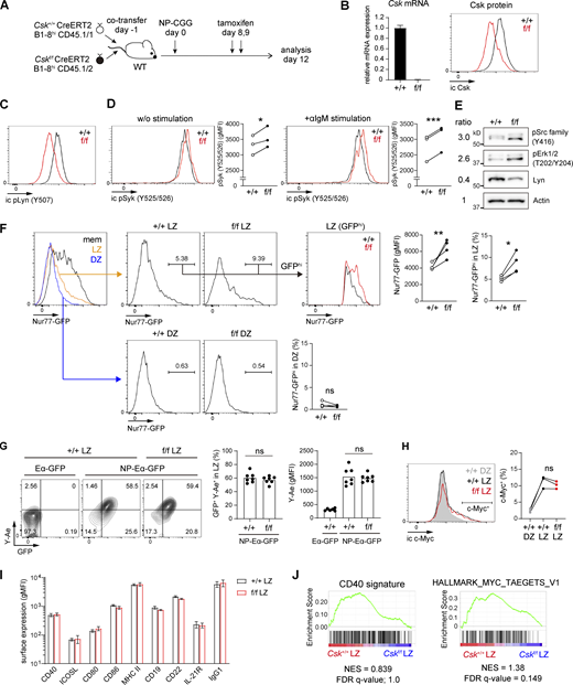 Augmented BCR signaling with normal T cell help in Csk-deficient GC B cells. (A) Experimental design. Congenically marked Csk+/+ and Cskf/f CreERT2 B1-8hi naïve B cells were cotransferred as a 1:1 mixture into wild-type hosts, which were immunized with NP-CGG/alum, treated with tamoxifen (p.o.) on days 8 and 9, and analyzed on day 12. (B) Real-time quantitative PCR analysis of Csk mRNA expression (left, n = 3) and flow cytometry of intracellular Csk protein expression (right) in Csk+/+ and Cskf/f GC B cells. (C) Flow cytometry of intracellular pLyn Y507 expression in Csk+/+ and Cskf/f GC B cells. (D) Flow cytometry of intracellular pSyk Y525/526 expression in Csk+/+ and Cskf/f GC B cells without anti-IgM stimulation (left), or after stimulation by anti-IgM for 1 h in vitro (right). Graphs showing cumulative data of geometric mean fluorescence intensity (gMFI). n = 3. (E) Western blot analysis. Lysates from purified Csk+/+ and Cskf/f GC B cells were blotted with antibodies to phosho-Src family (Y416), phosho-Erk1/2 (T202/Y204), total Lyn, and actin. Values on the left indicate relative signal intensity (Cskf/f/Csk+/+) after normalized by actin signal. (F) Left, flow cytometry of Nur77-GFP expression in GC and memory B cells. Donor LZ (CD45.1+NP+CD38−CD86hiCXCR4lo) or DZ (CD45.1+NP+CD38−CD86loCXCR4hi) GC B cells were separated as Csk+/+ (CD45.1+CD45.2−) and Cskf/f (CD45.1+CD45.2+), and the GFPhi populations were gated. Right, cumulative data of gMFI and frequency of the GFPhi population. n = 4. (G) In vitro antigen presentation assay. Mice were prepared as described in A. Purified splenic B cells were incubated with NP-Eα-GFP or Eα-GFP for 1 h at 37°C. Antigen-presenting LZ GC B cells were detected by staining the LZ GC B cells with the Y-Ae antibody. Left, flow cytometry of LZ GC B cells; middle, cumulative data of the percentage of GFP+ Y-Ae+ LZ GC B cells; right, cumulative data of gMFI of Y-Ae in LZ GC B cells. n = 6–7, pooled from two independent experiments. (H) Left, flow cytometry of intracellular c-Myc expression in Csk+/+ and Cskf/f GC B cells. Right, cumulative data of the c-Myc+ frequency in each population. (I) Flow cytometry and quantification of gMFI of surface BCR and molecules relevant to GC T–B cell interactions in Csk+/+ and Cskf/f GC B cells. Error bars, ± SD (n = 3). (J) GSEA showing the enrichment of genes upregulated after ligation of CD40 (left) and Myc target genes (right), comparing Cskf/f and Csk+/+ LZ B cells. *, P < 0.05; **, P < 0.01; ***, P < 0.001 by paired t test. ns, not significant. Representative of two (B, C, D, G, H, and I) or three (E and F) independent experiments. Source data are available for this figure: SourceData F1.