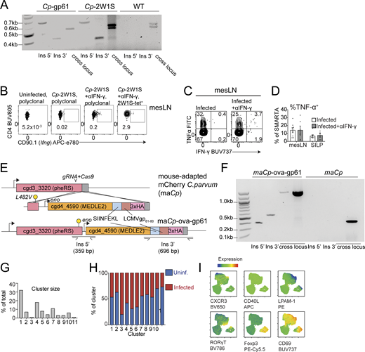 Engineering Cryptosporidium to express MHCII-restricted model antigens allows for tracking of parasite-specific CD4+ T cells in WT and Ifng−/− mice. (A) Integration PCR gel. PCR mapping using genomic DNA from WT and transgenic parasites (Cp-gp61 and Cp-2W1S) showing diagnostic amplicons of the insertion locus. Primer binding sites and expected amplicon sizes are indicated in Fig. 1 A on the genetic maps. Because there are multiple copies of MEDLE2 in the C. parvum genome, loss of the WT cross-locus band in transgenic parasites is not necessarily expected. (B) Representative flow plots showing CD90.1 expression in polyclonal CD4+ T cells (first two columns) or 2W1S:I-Ab tetramer+ cells (last column) in the mesLN of uninfected CD90.1/Ifng reporter mice (first column), infected reporter mice untreated (second column), or infected reporter mice treated with αIFN-γ (last two columns). Gating: Singlets, Live+, CD19−, NK1.1−, EpCAM−, CD90.2+, CD8a−, CD4+, 2W1S:I-Ab+. Flow plots are from one experiment representative of n = 2 independent experiments, n = 3 mice/group. Related to Fig. 2, A–D. (C and D) WT B6 mice received 2 × 104 CD45.1+ SMARTA T cells 1 day prior to infection with 5 × 104 maCp-ova-gp61 and were left untreated or treated with 1 mg/mouse of αIFN-γ 1 day prior to infection and 2, 5, and 8 dpi. At 10 dpi, mesLN and SILP were harvested for flow cytometry and cells were stimulated with exogenous gp61 peptide for 3 h followed by intracellular cytokine staining and flow cytometry. (C) Representative flow plots from the mesLN. (D) Summary showing the percentage of SMARTA cells from the SILP or mesLN staining TNFα+ after peptide stimulation. Gating: Singlets, Live+, CD19−, NK1.1−, EpCAM−, CD90.2+, CD8a−, CD4+, CD45.1+. Bar graphs show means and SEM from two pooled independent experiments, n = 3–4 mice/group. Statistical significance was determined by two-way ANOVA and multiple comparisons. (E) The genetic construct of transgenic maCp-ova-gp61 engineered to alter the pheRS gene L at position 482 to V to confer resistance to BRD7929. This construct included the full MEDLE2 gene tagged with SIINFEKL-gp61-3xHA. (F) Integration PCR gel. PCR mapping using genomic DNA from maCp and transgenic parasites (maCp-ova-gp61) showing diagnostic amplicons of the insertion locus. Primer binding sites and expected amplicon sizes are indicated in E on the genetic maps. (G) Percentage of total CD4+ T cells represented by each cluster from UMAP experiments described in Fig. 3. (H) Percentage of each cluster represented by CD4+ T cells from uninfected (blue) or infected (red) samples. (I) UMAP from Fig. 3 A colored by expression levels of each marker listed beneath each panel. For G–I, plots are from one independent experiment, n = 3 mice/group. Source data are available for this figure: SourceData FS1.