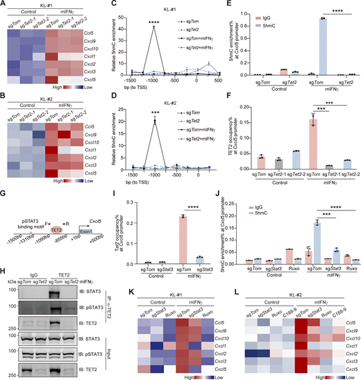 TET2 interacts with STAT3 to transactivate Cxcl5. (A and B) Heatmap of CXCL subfamily gene expression upon mIFNγ stimulation with or without Tet2 KO in KL-#1 (A) or KL-#2 cells (B). Cells were treated with 150 ng/ml mIFNγ for 24 h before RT-qPCR. (C and D) The 5hmC enrichment at the Cxcl5 promoter region was determined by hMeDIP-qPCR in KL-#1 (C) or KL-#2 cells (D). (E) The 5hmC enrichment at the Cxcl5 promoter region was determined by hMeDIP-qPCR in Tet2 KO KL cells. IgG was included as negative control. (F)Tet2 occupancy at Cxcl5 promoter region was determined by ChIP-qPCR in Tet2 KO KL cells. (G) Schematic illustration of Cxcl5 proximal promoter region, cis-regulatory elements, pSTAT3 binding motif, and binding of Tet2, as determined by ChIP assay. (H) The STAT3-TET2 interaction was confirmed by co-IP assay in KL-#1 cell line. Parallel blots using the same samples. IB, immunoblot. (I)Tet2 occupancy at Cxcl5 promoter region was determined by ChIP-qPCR in Stat3 KO KL cells. (J) 5hmC enrichment at the Cxcl5 promoter region was determined by hMeDIP-qPCR in Stat3 KO KL cells and Ruxo (2 μM)-treated KL cells. IgG was included as the negative control. (K) Heatmap of CXCL subfamily genes expression upon mIFNγ stimulation, Stat3 KO, and/or Ruxo treatment (2 μM) in KL-#1 cells. (L) Heatmap of CXCL subfamily gene expression upon mIFNγ stimulation, Stat3 KO, Ruxo treatment (2 μM), or C188-9 treatment (5 µM) in KL-#2 cells. Data in A–F and H–L represent one experiment of three independent repeats. ***P < 0.001, ****P < 0.0001 by one-way ANOVA test (C–F, I, and J). Data are represented as mean ± SD. Source data are available for this figure: SourceData F3.