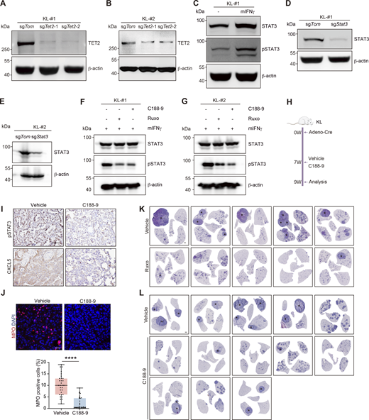 TET2 interacts with STAT3 to transactivate Cxcl5. (A and B) Western blot detection of TET2 in KL-#1 or KL-#2 cells with CRISPR-mediated Tet2 KO. β-Actin served as the internal loading control. (C) Western blot detection of STAT3 and pSTAT3 in KL cells treated with 150 ng/ml mIFNγ for 24 h β-Actin served as the internal loading control. (D and E) Western blot analysis for STAT3 in KL-#1 or KL-#2 cells with CRISPR-mediated Stat3 KO. β-Actin served as the internal loading control. (F and G) Western blot detection of STAT3 and pSTAT3 in KL cells treated with Ruxo (2 µM) and C188-9 (5 µM). β-Actin served as the internal loading control. (H) Schematic illustration of C188-9 treatment mouse experiment. W, week. (I) Representative IHC staining for pSTAT3 and CXCL5 in KL mice treated with vehicle and C188-9. Scale bar: 50 μm. (J) Representative fluorescence staining of neutrophil (MPO-positive cells) infiltration in KL tumors. red: MPO; blue: DAPI. Scale bar: 20 μm. The statistical fields include ADC and SCC pathologies. 30 representative images for each group were counted. (K and L) Representative whole lungs of KL mice treated with Ruxo (K) and C188-9 (L). * indicates SCC. Scale bar: 1 mm. Data in A–G represent one experiment of three independent repeats and I–L represent one experiment of two independent repeats. ****P < 0.0001 by two-tailed unpaired Student’s t test (J). Data are represented as mean ± SD. Source data are available for this figure: SourceData FS4.