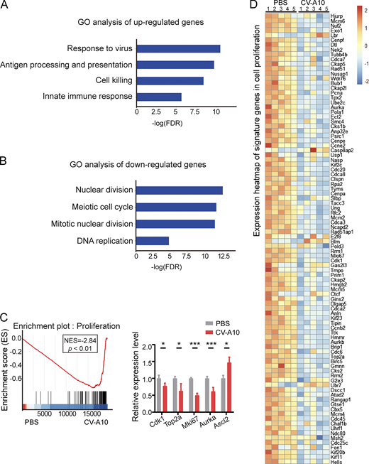 Transcriptome analyses after CV-A10 infection. Related to Fig. 3. 9-day-old BALB/c neonatal mice were mock-treated with PBS or infected with 104 TCID50 CV-A10 (n = 5 for each group). Digits of the hind limbs from one mouse were amputated at the proximal level and collected for RNA extraction and following qPCR and RNA-seq (6 dpi). (A and B) GO enrichment analysis of differentially expressed genes. Key enriched GO terms are showcased, illustrating upregulated and downregulated pathways in the CV-A10–infected group compared with the control. GO terms with FDR < 0.05 were determined to be statistically significant. (C) GSEA comparing gene expression profiles from control and CV-A10–infected mouse digits with proliferation-related genes. NES, normalized enrichment score. Relative mRNA expression levels of the indicated genes were confirmed by qPCR analysis. qPCR reactions were performed in triplicate and primers of selected genes are listed in Table S2. (D) Expression heatmap of differentially expressed mRNAs (P < 0.05) of cell proliferation. In the generation of the heatmap, read counts were subjected to normalization via z-score standardization to facilitate comparative analysis. The expression of 43 marker genes for G2/M phase and 54 marker genes for S phase is indicative of cellular proliferation conditions, as referenced in the Materials and methods section. Refer to the image caption for details.