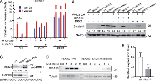 Mature CV-A10 can attenuate Wnt/β-catenin signaling in vitro. Related to Fig. 3. (A) Mature CV-A10 significantly reduced Wnt3a-induced TopFlash-luciferase reporter expression, but not Dvl2 or CHIR-induced TopFlash-luciferase reporter expression in HEK293T cells. The Dvl2-EGFP plasmid or 1 μM GSK3 inhibitor CHIR (Selleck, #S1263) was used to activate Wnt/β-catenin signaling. (B) The expression of β-catenin in KRM1 re-expressed cells was significantly decreased than that in KRM1KD cells upon CV-A10 infection. (C and E) HEK293T cells were genome-engineered using the CRISPR-Cas9 technique. Western blot (C) and qPCR (E) analysis of KRM1 expression in the indicated cells. Statistically significant differences were determined by two-tailed Student’s t test and are indicated in the figures as *, P < 0.05; **, P < 0.01. (D) KRM1KD cells were incubated with serially diluted CV-A10 at 37°C for 24 h. Cells were collected and lysed after three cycles of washing with PBS. CV-A10 was determined by western blotting using mouse L8F12 antibodies. Source data are available for this figure: SourceData FS3. Refer to the image caption for details.