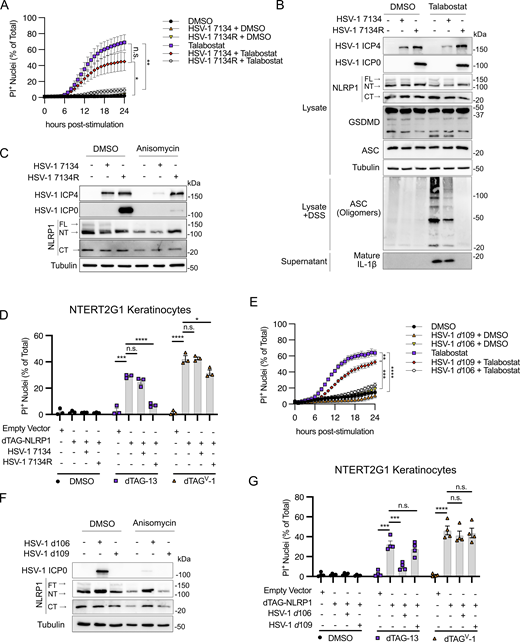HSV-1 ICP0 is required to inhibit the NLRP1 inflammasome. (A) Kinetics of membrane permeability in primary keratinocytes infected with HSV-1 ∆ICP0 virus 7134 and the corresponding rescue 7134R at MOI 10 followed by treatment with talabostat (30 μM). Data are presented as the mean of three independent experiments ± SEM. Area under the curves was calculated for each treatment and statistical significance was calculated by Student’s t test (*P < 0.05, **P < 0.01). (B) Immunoblots of lysates from primary human keratinocytes infected with HSV-1 ∆ICP0 virus 7134 or the 7134R rescue virus at MOI 10 for 4 h followed by treatment with talabostat (30 μM) for 24 h. Immunoblots were also run from DSS-treated lysates to assess ASC oligomerization and from protein extracted from supernatants to test for caspase-1 cleavage. Images are representative of n = 3 biological replicates. (C) Immunoblots of lysates from primary human keratinocytes infected with HSV-1 ∆ICP0 virus 7134 or the 7134R rescue virus at MOI 10 for 4 h followed by treatment with anisomycin (1 μM) for 24 h. Images are representative of n = 3 biological replicates. (D) Quantification of membrane permeability from control NTERT2G1 keratinocytes (empty vector) or cells expressing dTAG-NLRP1 infected with HSV-1 7134 or 7134R (MOI 10) for 4 h followed by treatment with dTAG-13 or dTAGV-1 for 8 h. Data are presented as the mean of three independent experiments ± SEM. Statistical significance was calculated by Student’s t test (*P < 0.05, ***P < 0.001, ****P < 0.0001). (E) Kinetics of membrane permeability in primary human keratinocytes infected with non-replicative viruses HSV-1 d106 and d109 (MOI 10) for 4 h followed by treatment with talabostat (30 μM). Data are presented as the mean of three independent experiments ± SEM. Area under the curve was calculated for each treatment and statistical significance was calculated by Student’s t test (**P < 0.01, ***P < 0.001, ****P < 0.0001). (F) Immunoblots of lysates from primary human keratinocytes infected with HSV-1 d106 or d109 at MOI 10 for 4 h followed by treatment with anisomycin (1 μM) for 24 h. Images are representative of n = 3 biological replicates. (G) Quantification of membrane permeability from control NTERT2G1 keratinocytes (empty vector) or cells expressing dTAG-NLRP1 infected with HSV-1 d106 or d109 for 4 h followed by treatment with dTAG-13 or dTAGV-1 for 8 h. Data are presented as the mean of four independent experiments ± SEM. Statistical significance was calculated by Student’s t test (***P < 0.001, ****P < 0.0001) Source data are available for this figure: SourceData F4.