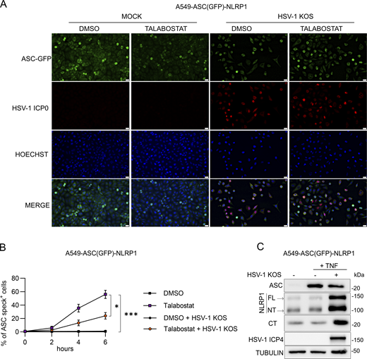 HSV-1 inhibits talabostat-induced ASC speck formation in A549-ASC(GFP)-NLRP1 cells. (A) Micrographs visualizing ASC speck formation in HSV-1–infected (MOI 10) A549-ASC(GFP)-NLRP1 cells followed by treatment with talabostat (30 μM) or DMSO. Images are representative of n = 3 biological replicates. Scale bars = 20 μm. (B) Quantification of specks in A549-ASC(GFP)-NLRP1 cells infected with HSV-1 (MOI 10) followed by treatment with DMSO or talabostat (30 μM). Data are presented as the mean ± SEM of three independent experiments. Statistical significance was calculated for individual time points by Student’s t test (*P < 0.05, ***P < 0.001). (C) Immunoblot of lysates from TNFα-treated (2.5 μg/ml) A549-ASC(GFP)-NLRP1 cells infected with HSV-1 (MOI 10) for 6 h. Images are representative of n = 3 biological replicates. Source data are available for this figure: SourceData FS2. Refer to the image caption for details.