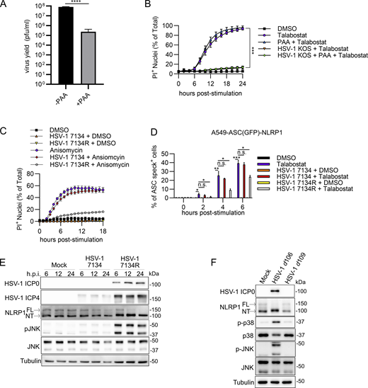 HSV-1 ICP0 is required to inhibit the NLRP1 inflammasome. (A) Viral yields at 24 h.p.i. from PAA-treated (125 μg/ml) primary human keratinocytes infected with HSV-1 (MOI 10). Data are presented as the mean ± SEM of three independent experiments. Statistical significance was calculated by Student’s t test (****P < 0.0001). (B) Kinetics of membrane permeability in HSV-1–infected primary human keratinocytes treated with talabostat (30 μM) in the presence or absence of PAA. Data are presented as the mean ± SEM of three independent experiments. Statistical significance was calculated by Student’s t test using the area under the curve for each treatment condition (***P < 0.001). (C) Kinetics of membrane permeability in primary human keratinocytes infected with HSV-1 ∆ICP0 virus 7134 and the corresponding rescue 7134R at MOI 10 followed by treatment with anisomycin (10 μM). Data are representative of two independent experiments and are presented as the mean ± SEM of three technical replicates. (D) Quantification of ASC specks in A549-ASC(GFP)-NLRP1 cells. Cells were infected with HSV-1 ∆ICP0 virus 7134 or the 7134R rescue virus at MOI 10 followed by treatment with talabostat (30 μM). Data represent the mean of three independent experiments ± SEM. Statistical significance was calculated by Student’s t test (*P < 0.05, **P < 0.01, ***P < 0.001). (E) Immunoblots of lysates from primary human keratinocytes infected with HSV-1 ∆ICP0 virus 7134 or the 7134R rescue virus at MOI 10. Lysates were harvested at 6, 12, and 24 h.p.i. Images are representative of n = 3 biological replicates. (F) Immunoblots of lysates from primary human keratinocytes infected with non-replicative viruses HSV-1 d106 and d109 (MOI 10) for 24 h. Images are representative of n = 3 biological replicates. Source data are available for this figure: SourceData FS4. Refer to the image caption for details.