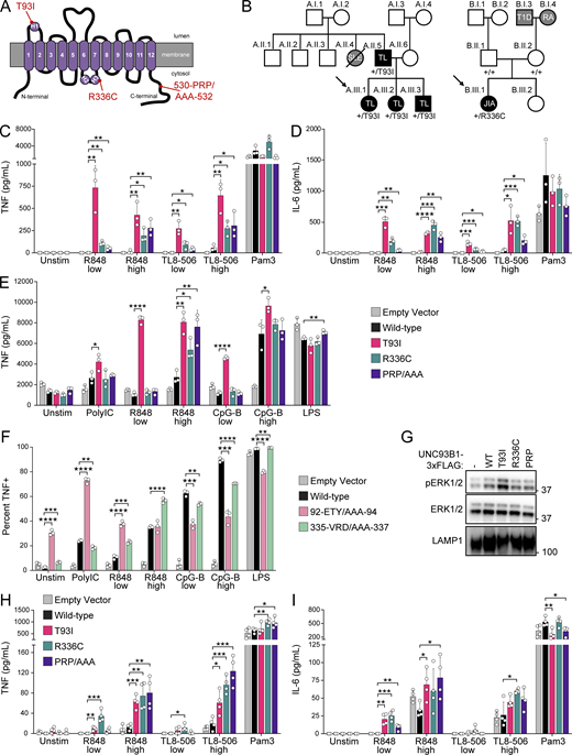 Human UNC93B1 variants enhance endosomal TLR signaling. (A) Diagram of UNC93B1 depicting positions of the two human variants. H1, H2, and H3 indicate helices, as described in Fig. 1. (B) Pedigrees of families A and B with UNC93B1 variants. Squares, males; circles, females; horizontal lines connecting individuals and vertical nodes emanating therefrom represent parents and progeny, respectively; diagonal line crossing symbol represents the deceased individual. Black shading denotes autoimmune or inflammatory disease segregating with UNC93B1 genotype; gray shading denotes autoimmune or inflammatory disease in individuals who were not genotyped. Diagonal arrows denote sequenced probands, and UNC93B1 genotypes are listed below each symbol for all sequenced individuals. SLE, systemic lupus erythematosus; TL, tumid lupus; JIA, juvenile idiopathic arthritis; RA, rheumatoid arthritis; T1D, type 1 diabetes. (C and D) TNF (C) or IL-6 (D) production from PMA-differentiated human THP-1 cells (UNC93B1−/− clone D6) reconstituted with the indicated human UNC93B1 alleles and stimulated overnight with low R848 (1.3 µg ml−1), high R848 (4 µg ml−1), low TL8-506 (67 ng ml−1), high TL8-506 (200 ng ml−1), or Pam3CSK4 (10 ng ml−1). Cytokine production was measured in supernatants by LEGENDPlex assay. (E) TNF production from mouse RAW264.7 macrophages (Unc93b1−/−) reconstituted with the indicated human UNC93B1 alleles and stimulated for 8 h with Poly(I:C) (20 µg ml−1), low R848 (20 ng ml−1), high R848 (200 ng ml−1), low CpG-B (5 nM), high CpG-B (67 nM), or LPS (0.5 ng ml−1). Cytokine production was measured in supernatants by LEGENDPlex assay. (F) Triple-alanine UNC93B1 mutants from UNC93B1 mutagenesis screen corresponding to human UNC93B1 variants. Data show the percentage of TNF-positive cells determined by ICS of Unc93b1−/− RAW264.7 macrophages reconstituted with the indicated mouse Unc93b1 alleles and stimulated for 6 h with Poly(I:C) (20 µg ml−1), low R848 (4 ng ml−1), high R848 (10 ng ml−1), low CpG-B (45 nM), high CpG-B (100 nM), or LPS (5 ng ml−1). (G) Immunoblot demonstrating basal phospho-ERK1/2 levels in Unc93b1−/− RAW264.7 macrophages expressing the indicated human UNC93B1 variants. Data are representative of at least two independent experiments. (H and I) TNF (H) or IL-6 (I) production from PMA-differentiated wild-type human THP-1 cells (i.e., with intact endogenous UNC93B1 genes) ectopically expressing the indicated human UNC93B1 alleles, stimulated overnight with low R848 (1.3 µg ml−1), high R848 (4 µg ml−1), low TL8-506 (67 ng ml−1), high TL8-506 (200 ng ml−1), or Pam3CSK4 (10 ng ml−1). Cytokine production was measured in supernatants by LEGENDPlex assay. Data are mean ± SD of (C–F) triplicate or (H and I) quadruplicate technical replicates, representative of at least two independent experiments. P value determined by unpaired two-tailed Student’s t test: *P ≤ 0.05, **P ≤ 0.01, ***P ≤ 0.001, ****P ≤ 0.0001. Source data are available for this figure: SourceData F2.