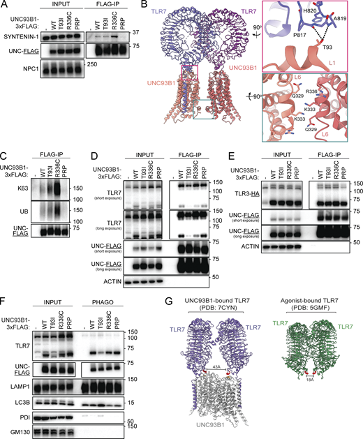 Human UNC93B1 variants disrupt known negative regulatory mechanisms. (A) Immunoprecipitation of UNC93B1-3xFLAG from lysates of unstimulated Unc93b1−/− RAW264.7 macrophage cells expressing the indicated variants, followed by immunoblot to measure levels of associated SYNTENIN-1. (B) Modeled structure of UNC93B1-TLR7 dimers (PDB ID: 7CYN) with insets depicting loop 1 (top right) and loop 6 (bottom right). Dashed lines indicate predicted hydrogen bonds. (C) Immunoprecipitation of UNC93B1-3xFLAG from lysates of Unc93b1−/− RAW264.7 macrophage cells expressing the indicated variants, followed by immunoblot for total or K63-linked ubiquitylation (UB). (D) Immunoprecipitation of UNC93B1-3xFLAG from lysates of Unc93b1−/− RAW264.7 macrophage cells expressing the indicated variants, followed by immunoblot for endogenous TLR7. (E) Immunoprecipitation of UNC93B1-3xFLAG from lysates of Unc93b1−/− RAW264.7 macrophage cells expressing the indicated variants, followed by immunoblot for TLR3-HA. (F) Purification of intact phagosomes from Unc93b1−/− RAW264.7 macrophage cells expressing the indicated variants of UNC93B1-3xFLAG. (G) Modeled structure of TLR7 bound to UNC93B1 versus TLR7 bound to agonist. Residue A819 of TLR7 is highlighted in red and residue T93 of UNC93B1 is highlighted in orange. Data are representative of at least three independent experiments in A and C–F. Source data are available for this figure: SourceData F3. Refer to the image caption for details.