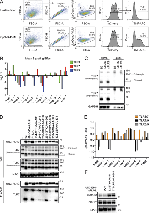 A scanning-alanine mutagenesis screen reveals distinct domains of UNC93B1 that regulate endosomal TLR signaling. (A) Representative flow cytometry data and gating strategy for scanning alanine mutagenesis screen. (B) Mean signaling effect of each tail and loop domain of UNC93B1 on individual TLRs. (C) Validation of TLR7 monoclonal antibody. Immunoblot of lysates of BMMs derived from WT (B6), TLR7-deficient, or TLR9-deficient mice run in the presence or absence of β-mercaptoethanol (βME) to reduce the disulfide bond that holds the two TLR7 receptor fragments together. (D) Analysis of UNC93B1-FLAG and associated TLR7 in mutants that reduce signaling by TLR3, TLR7, and TLR9. UNC93B1-FLAG levels were measured by immunoblot of whole cell lysates of Unc93b1−/− RAW264.7 macrophages reconstituted with the indicated mouse Unc93b1 alleles, or after FLAG immunoprecipitation. UNC93B1-associated endogenous TLR7 was measured by immunoblot. NPC1 serves as a loading control. (E) Spearman’s rank correlation in signaling intensity between indicated TLRs across domains of UNC93B1, based on mutagenesis screen data shown in Fig. 1 C. (F) Immunoblot demonstrating phospho-ERK levels in Unc93b1−/− RAW264.7 macrophages reconstituted with indicated variants of murine UNC93B1. Data are representative of two independent experiments. Source data are available for this figure: SourceData FS1. Refer to the image caption for details.