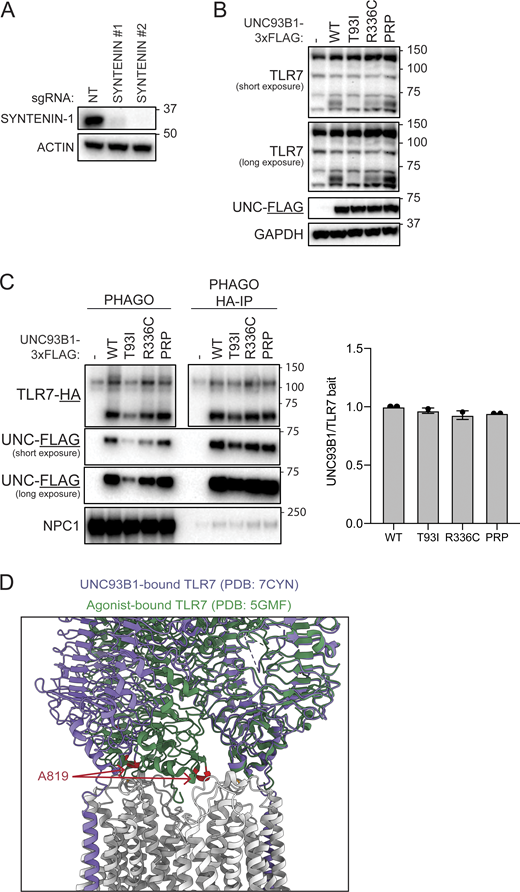 Human UNC93B1 variants disrupt known negative regulatory mechanisms. (A) Validation of SYNTENIN-1 antibody. Immunoblot of lysates of Hoxb8-Macrophages endogenously expressing Cas9 and transduced with the indicated gRNAs. (B) Immunoblot for endogenous TLR7, UNC93B1-3xFLAG, or ACTIN in lysates of Unc93b1−/− RAW264.7 macrophage cells expressing the indicated UNC93B1-FLAG variants after sorting for even expression. (C) Immunoprecipitation of TLR7-HA from purified phagosomes of Unc93b1−/− RAW264.7 macrophage cells expressing the indicated UNC93B1-3xFLAG variants. Quantification of UNC93B1 that co-precipitates with TLR7 in two independent experiments plotted on the right. (D) Overlay of the modeled structures of TLR7 when bound to UNC93B1 and ligand. Data are representative of at least three independent experiments unless indicated otherwise. Source data are available for this figure: SourceData FS3. Refer to the image caption for details.