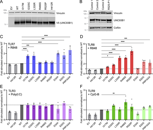 UNC93B1 variants have different consequences on TLR signaling. (A) Protein expression level of WT and UNC93B1 variants transfected in HEK293T cells, assessed by western blot using anti-V5 tag for transfected UNC93B1. Vinculin is a loading control. Representative experiment of n = 2. (B) UNC93B1 protein levels in primary fibroblasts of R525P P1 and three control primary fibroblasts assessed by western blot using indicated antibodies. Vinculin and cofilin are loading controls. Representative experiment. (C–F) NF-κB reporter luciferase activity following transfection of HEK293T cells with (C) TLR7, (D) TLR8, (E) TLR3, (F) TLR9 plasmids and EV, WT, and variant UNC93B1 stimulated respectively with (C) R848 0.01 µg/ml, (D) R848 0.1 µg/ml, (E) poly(I:C) 2.5 µg/ml, and (F) CpG-B 1 µM. Data are expressed as the fold-induction of the RLU of the stimulated sample over the RLU of the respective non-stimulated (NS) sample for each UNC93B1 condition (“fold stimulated”), normalized to the fold stimulated obtained for WT UNC93B1. Mean ± SEM of n = 3–4 experiments. One-way ANOVA with Dunnett’s post-hoc test: ****P < 0.0001, ***P < 0.001, **P < 0.01, *P < 0.05. Source data are available for this figure: SourceData F2.