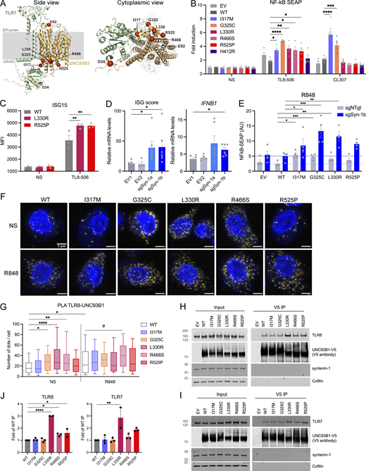 Interaction of UNC93B1 variants with TLR7/8 and functional consequences. (A) Location of pathogenic missense mutations within the structure of the TLR7:UNC93B1 complex (AlphaFold-Multimer predicted structure). Note that the TLR7 and TLR8 structures are very similar (TM score of 0.89). The location of the five mutations identified in this report is shown in red, together with the previously described D34A (mouse; Fukui et al., 2011) and E92G (human; Wolf et al., 2024) mutations. On the right, a view from the cytoplasmic side is represented. (B) NF-κB SEAP reporter assay in THP-1 Dual cells transduced with EV, WT, and variant UNC93B1 (pTrip-SFFV-GFP-2A construct) unstimulated (NS) or stimulated for 16 h with TL8-506 (0.1 µg/ml) or CL307 (5 µg/ml). Data are expressed as fold induction over WT NS. Mean ± SEM of n = 4–5 experiments. Two-way ANOVA with Dunnett’s post-hoc test. (C) ISG15 expression, assessed by intracellular staining and flow cytometry, in THP-1 cells stably expressing WT, L330R, or R525P UNC93B1 (pTrip-CMV-Puro-2A construct) and stimulated for 16 h with TL8-506 (1 µg/ml) or NS. Mean ± SEM of n = 3 experiments. Two-way ANOVA with Dunnett’s post-hoc test. MFI: mean fluorescence intensity. (D) ISG score (median of the relative mRNA levels of the ISGs IFI27, IFI44L, OAS1, and IFIT1) and IFNB1 expression in THP-1 cells stably transduced with EVs (EV1, EV2) or vectors carrying two different sgRNA targeting syntenin-1/SDCBP gene (sgSyn-1a and sgSyn-1b) and stimulated for 24 h with TL8-506 (1 µg/ml). mRNA was assessed by qPCR, normalized to HPRT mRNA, and expressed as fold induction over EV1 in the NS condition. Mean ± SEM of n = 5–6 experiments. Kruskal–Wallis test with Dunnett’s post-hoc analysis. (E) NF-κB SEAP reporter assay in control (shNTgt) or syntenin-1 KO (sgSyn-1b) THP-1 Dual cells stably transduced with EV, WT, and variant UNC93B1 (pTrip-SFFV-GFP-2A construct) stimulated for 16 h with R848 (5 µg/ml). Data are expressed as fold induction over WT NS. Mean ± SEM of n = 4 experiments. Two-way ANOVA with Dunnett’s post-hoc test. (F) PLA showing UNC93B1-TLR8 association (yellow dots) in THP-1 cells stably transduced as in B detected using the Duolink proximity ligation assay with anti-V5 (for UNC93B1) and anti-TLR8 specific antibodies. Cells were treated with R848 (0.5 µg/ml) for 30 min or left untreated (not stimulated, NS). Nuclei (blue) were stained with DAPI. (G) PLA signals were quantified with Icy (n = 3 experiments, n = 104 cells for UNC93B1-WT NS, n = 92 cells for UNC93B1-WT + R848, n = 113 cells for UNC93B1-I317M NS, n = 110 for UNC93B1-I317M + R848, n = 97 cells for UNC93B1-G325C NS, n = 86 for UNC93B1-G325C + R848, n = 118 cells for UNC93B1-L330R NS, n = 122 for UNC93B1-L330R + R848, n = 99 cells for UNC93B1-R466S NS, n = 91 for UNC93B1-R466S + R848, n = 107 cells for UNC93B1-R525P NS, n = 95 for UNC93B1-R525P + R848) and represented using box (quartiles) and whisker plots with 10–90% error bars. One-way ANOVA with Tukey’s post-hoc analysis for comparisons to WT NS. #: P < 0.05 in WT + R848 versus R466S + R848 comparison. (H and I) Co-immunoprecipitation of V5-tagged UNC93B1 in the lysate of 293FT cells cotransfected with TLR8 (H) or TLR7 (I) and UNC93B1-V5 WT and variants using anti-V5 beads (V5 immunoprecipitation), followed by western blot analysis using indicated antibodies (representative blot). (J) Quantification of TLR8 or TLR7 band intensity over UNC93B1-V5 band intensity in the IP fraction (related to H and I, respectively). Mean ± SEM of n = 2–3 independent experiments. One-way ANOVA with Holm–Sidak’s post-hoc analysis. ****P < 0.0001, ***P < 0.001, **P < 0.01, *P < 0.05. Source data are available for this figure: SourceData F4. Refer to the image caption for details.