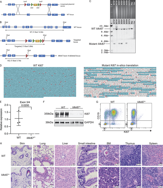 Related toFig. 1:The generation and validation of Mki67−/−mice deficient for Ki67. (A) Schematic of the recombining strategy to target the Mki67 locus. FRT, flippase recognition target. (B) Schematics of the Southern screening strategy used for genotyping embryonic stem cells and mice exhibiting XbaI restriction sites and expected band sizes from a 5′ hybridizing probe on WT, targeted, and knockout alleles. (C) Southern screens generated from mouse tissue biopsy samples showing WT Mki67 bands at 14.0 kb and exon 4–deleted Mki67 bands at 3.7 kb. (D) In silico translation by ExPASy of mutant Ki67 protein sequence in comparison to WT Ki67 protein sequence. Red, initiating amino acid; blue, where open reading frame is read; -, where stop codon is read. (E) RT-qPCR analysis of the relative abundance of the sequences across the exon 3–4 junction in the Mki67 loci in liver samples from WT (n = 3) and Mki67−/− mice (n = 3). (F) Western blot analysis of Ki67 protein expression in WT (n = 3) and Mki67−/− (n = 3) splenocytes stimulated with 20 ng/ml LPS for 48 h. The expression of GAPDH was used as control. (G) Flow cytometry plot showing Ki67 protein expression in WT and Mki67−/− splenocytes stimulated with 20 ng/ml LPS for 48 h. Data are representative of three mice from each group. (H) Histology showing H&E staining of skin, lung, liver, small intestine, BM, thymus, and spleen sections from WT and Mki67−/− mice. Scale bars represent 20 μm. Data are representative of three mice from each group. Statistical significance between conditions in E was assessed by two-tailed unpaired t test with P value shown. Source data are available for this figure: SourceData FS1. Refer to the image caption for details.