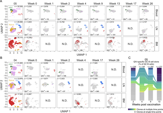 Tracking vaccine-specific B cells in persistent GCs. (A and B) Clustering visualized via UMAP of B cells from blood, lymph node (LN), and bone marrow (BM) scRNA-seq samples in participant 05 (A) and participant 04 (B). Each dot represents a cell, colored by phenotype as defined by transcriptomic profiles. Naïve B cells (gold), PBs (red), ABCs (green), GC B cells (blue), LNPCs (red), RMBs (lavender), and plasma cells (PC, red) populations are pooled from all time points (first panel). 2018 QIV–specific cells at each week after vaccination are colored as described. (C) Frequency of 2018 QIV–specific GC B cell clones at the indicated time points in participant 05. Each slice represents one clonal family. The frequency of a clonal family is defined as the percentage of cells in each clonal family among the total GC B cells at each time point (n = 206 at week 2, n = 149 at week 4, n = 293 at week 9, n = 273 at week 13). Colored slices indicate clones identified at multiple time points. N.D., no data. See also Fig. S2; and Tables S3, S4, S5, S6, and S7.