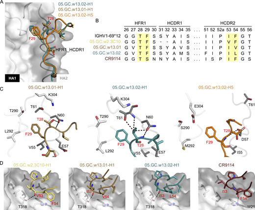 Crystal structure of 05.GC.w13.01 and 05.GC.w13.02 in complex with A/California/04/2009 (CA04) H1N1 HA and A/Vietnam/1203/04 (Viet04) H5N1 HA. The CA04 H1N1 HA is shown as a molecular surface in white for HA1 and gray for HA2. Residues involved in side-chain and backbone interactions between HA and Fab are represented in white (HA1) and gray (HA2) sticks. HCDR and LCDR represent CDRs in the heavy (H) and light (L) chains. Hydrogen bonds and salt bridges are indicated with black dashes. Fab residues are in Kabat numbering throughout. 05.GC.w13.01-H1 is in sand, 05.GC.w13.02-H1 in teal, 05.GC.w13.02-H5 in orange, and CR9114 in maroon. Fabs and HAs are shown in backbone cartoons with interacting side chains in sticks. For clarity, HA and Fab residues are colored with black and red numbers, respectively. (A) Structural comparison of HFR1-HCDR1 in 05.GC.w13.01-H1, 05.GC.w13.02-H1, and 05.GC.w13.02-H5. (B) Sequence comparisons of the IGHV1-69*12 germline, 05.GC.w2.3C10, 05.GC.w13.01, 05.GC.w13.02, and CR9114. Yellow highlights two critical motifs in HFR1 and HCDR2 in each Fab. (C) Interactions between the TF motif and the upper pocket of HA in each complex are shown. Residues involved in the interactions within this pocket are depicted in sticks. (D) The critical motif for residues 53 and 54 in HCDR2 for each Fab is shown: IV in VF in 05.GC.w2.3C10, 05.GC.w13.01, IL in 05.GC.w13.02, and IF in CR9114. This motif binds to the lower pocket in the HA stem. See also Fig. S4 and Tables S1 and S2. Refer to the image caption for details.