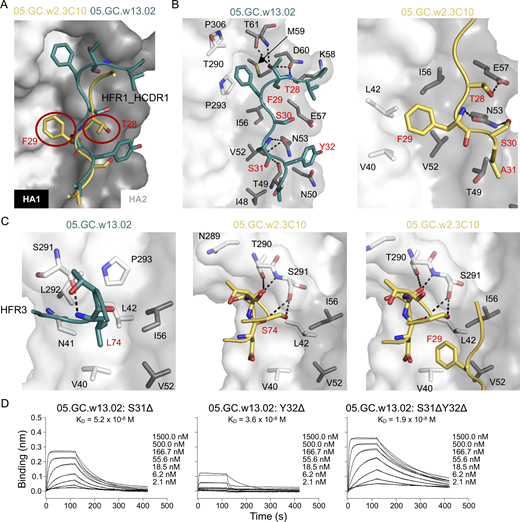 Characterization of 05.GC.w2.3C10 and 05.GC.w13.02 in complex with A/California/04/2009 (CA04) H1N1 HA. 05.GC.w2.3C10 and 05.GC.w13.02 are in yellow and teal, respectively. For clarity, HA and Fab residues are colored with black and red numbers, respectively. (A) Structural comparison of the binding of HFR1-HCDR1 with 05.GC.w2.3C10 and 05.GC.w13.02. The red circles indicate the TF motif in 05.GC.w2.3C10 that is lower than the corresponding motif in 05.GC.w13.02. (B) Detailed molecular interactions between 05.GC.w13.02 (left) and 05.GC.w2.3C10 (right) with CA04 HA. (C) The role of the hydrophobic HFR3 Leu74 in 05.GC.w13.02 (left), and the different binding of Ser74 in 05.GC.w2.3C10 (middle). The right panel shows that F29 from the TS motif in 05.GC.w2.3C10 occupies the middle hydrophobic groove. (D) Binding affinity of 05.GC.w13.02 with deletions of residues 31 and 32 to H1 (A/Michigan/45/2015) using BLI. See also Fig. S4 and Tables S1 and S2.
