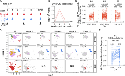 Re-immunization of individuals with persistent GCs promotes the development of affinity-matured PBs. (A) Schematic of study design. Three participants (04, 05, 11) received the 2019 QIV intramuscularly. Blood, FNAs of the ipsilateral axillary lymph nodes (LN), and bone marrow (BM) were collected prior to vaccination (week 0) and at the indicated weeks after vaccination. (B) ELISpot quantification of 2019 QIV–binding IgG-secreting PBs in blood at weeks 0, 1, and 2 after vaccination for three participants. (C) Median IGHV gene mutation frequency of QIV-binding PB clonal groups found after vaccination with 2018 and 2019 QIV. Lines between points indicate the clone was identified in the PB compartment after both vaccinations. Median IGHV nucleotide mutation frequency of all clonal groups is indicated above each column and the number of clones (n) is indicated in the bottom right of each panel (04, n = 73; 05, n = 122; 11, n = 65). P values were determined by paired t test. (D) Clustering was visualized via UMAP of B cells from blood, LN, and BM scRNA-seq samples in participant 05. Each dot represents a cell, colored by phenotype as defined by transcriptomic profiles. Naïve B cells (gold), PBs (red), ABCs (green), GC B cells (blue), LNPCs (red), RMBs (lavender), and plasma cells (PC, red) populations are pooled from all time points (first panel). QIV-specific cells at each week after vaccination are colored as described. (E) Median IGHV gene mutation frequency of QIV-binding GC B cell clonal groups found after vaccination with 2018 and 2019 QIV. Lines between points indicate the clone was identified in the GC B cell compartment after both vaccinations. Median IGHV nucleotide mutation frequency of all clonal groups is indicated above each column and the number of clones (n = 135) is indicated in the bottom right. P values were determined by paired t test. N.D., no data. See also Fig. S5 and Tables S3, S4, S5, S6, and S7. Refer to the image caption for details.