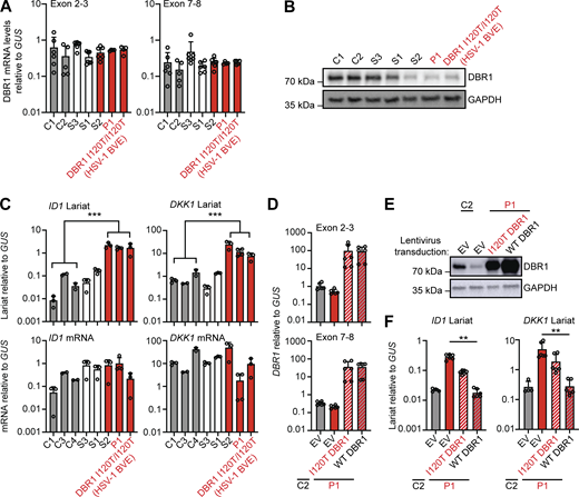 Intronic RNA lariat levels in patient-derived fibroblasts homozygous for a DBR1 mutation. (A and B) DBR1 mRNA levels (A) and DBR1 protein levels (B) in fibroblasts from two healthy controls, a DBR1 WT/WT sibling (S3), a DBR1 WT/I120T sibling (S1), and a DBR1 I120T/I120T sibling (S2) of P1, P1, and a previously reported DBR1 I120T/I120T patient with HSV-1 brainstem encephalitis. (C)ID1 and DKK1 mRNA and intronic RNA lariat levels, in fibroblasts, as in A and B, as measured by RT-qPCR. Statistical analysis was performed with two-tailed Mann–Whitney U test. ***P < 0.001. (D and E) DBR1 mRNA levels (D) and DBR1 protein levels (E) in fibroblasts from one healthy control and P1 transduced with empty vector, I120T DBR1, or WT DBR1. (F)ID1 and DKK1 intronic RNA lariat levels, in fibroblasts, as in D and E, as measured by RT-qPCR. Statistical analysis was performed with two-tailed Mann–Whitney U test. **P < 0.01. Data from A, C, D, and F are presented as the means ± SEM from three independent experiments, with two biological replicates for each experiment. Data shown in B and E are representative of three independent experiments. Source data are available for this figure: SourceData F2.