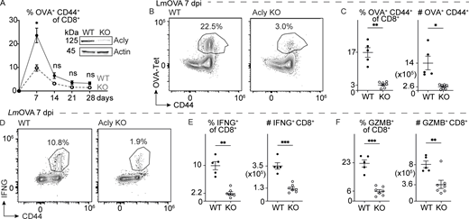 ACLY is essential for effector CD8 T cell responses. (A) Percentage of OVA-specific (Tet+) CD8 T cells in the blood of LmOVA-infected control (WT) or T cell Acly-deficient (KO) mice over time (up to 28 dpi). Data shown are mean ± SEM (five mice/group). Inset: Immunoblot of ACLY and actin protein levels in whole cell lysates from in vitro–activated control (WT) or Acly-deficient (KO) CD8 T cells. (B–F) Expansion and effector function of antigen-specific CD8 T cells isolated from the spleen of LmOVA-infected control (WT) and Acly-deficient (KO) mice at 7 dpi (n = 5–7/group). (B) Representative flow cytometry plots of CD44 versus OVA-Tet expression. (C) Percentage and total number of OVA-Tet+ T cells in the spleen at 7 dpi. (D) Representative flow cytometry plots of CD44 versus IFN-γ expression in CD8 T cells at 7 dpi. (E and F) Percentage and total number of IFN-γ+ (E) and GZMB+ (F) CD8 T cells in the spleen of infected mice at 7 dpi. All results are representative of two or more independent experiments. Data are shown as mean ± SEM. *P < 0.05; **P < 0.01; ***P < 0.001 by unpaired two-tailed t test (A, C, E, and F). Source data are available for this figure: SourceData F2. Refer to the image caption for details.