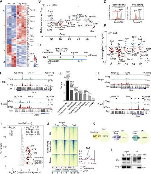 Constitutive Foxp3–chromatin binding regulates the basal function of Treg cells. (A) Expression patterns of genes with comparable expression levels in aTreg and rTreg cells defined in Fig. 1 G. Z scores of two biological replicates across samples are shown. (B) Ratios of gene expression levels of indicated clusters in published “wannabe” Treg cells and WT Treg cells isolated from heterozygous female mice (van der Veeken et al., 2020). Genes whose expression significantly changed (P ≤ 0.05) in wannabe Treg cells are highlighted: red, decreased; blue, increased. Ctla4 and Il2ra serve as controls. (C) Schematic of Foxp3 CRISPR deletion in nTreg cells. Treg cells were sorted from Foxp3gfpRosaCas9 mice. Cells were harvested on day 7 for RNA-seq. (D) Foxp3 expression in Treg cells transduced with negative control (NC) or Foxp3 sgRNAs. Data represent more than three experiments. (E) Ratios of gene expression of indicated clusters in sgFoxp3- and sgNC-transduced Treg cells. Genes whose expression significantly changed (P ≤ 0.05) are highlighted. Data were derived from two replicates per condition. Ctla4 and Il2ra are controls. (F) Foxp3 peaks at the Ikzf4 and Lrrc32 loci in rTreg and aTreg cells. Con., DNA sequence conservation in placental mammals. Data are representative of two replicates. (G) Functional annotation of selected genes (clusters C1–C3) linked to constitutive Foxp3 binding. (H) Foxp3 peaks at the Il2ra and Ctla4 loci. Empty arrowheads indicate constitutive Foxp3 binding, and filled arrowheads indicate increased Foxp3 binding in aTreg versus rTreg cells. Data are representative of two replicates. (I) DNA sequence motifs of transcription factors enriched at constitutive Foxp3-binding sites. (J and K) Comparison of Foxp3 and Ets1 peaks. Ets1 ChIP-seq data in bulk Treg cells are from Samstein et al. (2012). (L) Coimmunoprecipitation of Ets1 and Foxp3 in nTreg cells expanded in vitro for 7 days. Note: IgG and Ets1 bands partially overlap. Source data are available for this figure: SourceData F2. Refer to the image caption for details.