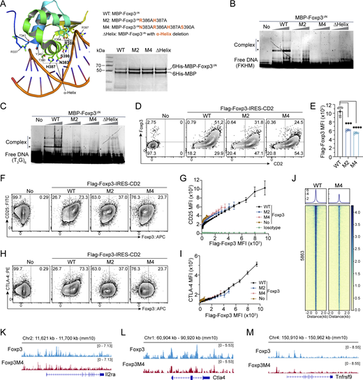 A role of direct Foxp3-DNA binding in Foxp3–chromatin interaction. (A) Magnified structure of Foxp3ΔN-DNA complex (PDB: 7TDX) highlighting the amino acid residues interacting with DNA. Mutations in Foxp3 M2, M4, and Δα-Helix are shown. Purified recombinant proteins were resolved by SDS-PAGE and visualized by Coomassie staining. (B and C) EMSA of recombinant Foxp3ΔN proteins (0.4 and 0.8 µM) after incubation with DNA probes (0.4 µM) of inverted-repeat FKHM (B) or (T3G)6 (C). Gel was visualized by SYBR Gold nucleic acid stain. *, DNA-BMP-Foxp3ΔN complexes. (D) Representative plots showing CD2 and Foxp3 expression in activated CD4 Tn (Th0) cells transduced with full-length WT and mutant Flag-Foxp3-IRES-CD2 retrovirus. (E) Foxp3 expression levels of Foxp3+ cells described in D. n = 4 technical replicates. Data represent more than two experiments. Unpaired, two-tailed t tests; ***P < 0.001, ****P < 0.0001. (F and G) Comparison of CD25 and Foxp3 expression in Th0 cells transduced with full-length WT and mutant Flag-Foxp3-IRES-CD2 retrovirus. Anti-Flag antibody was used to assess Foxp3 expression. No, no transduction. Isotype, FITC-isotype antibody. n = 4 technical replicates. (H and I) Relationship between CTLA-4 and Foxp3 expression in Th0 cells expressing full-length WT and mutant Flag-Foxp3-IRES-CD2. n = 4 technical replicates. (J) Comparison of Foxp3 binding by CUT&RUN-seq in Th0 cells expressing full-length WT or M4 mutant Flag-Foxp3. Two replicates were merged for analysis. (K–M) Foxp3 peaks at the Il2ra (K), Ctla4 (L), and Tnfrsf9 (M) loci in Th0 cells expressing full-length WT or M4 mutant Flag-Foxp3. Data represent one of two replicates. Source data are available for this figure: SourceData F6. Refer to the image caption for details.
