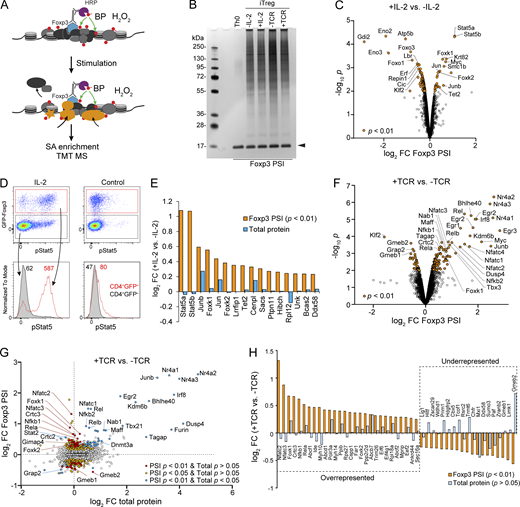 Dynamic proteins near Foxp3 upon IL-2 and TCR signaling. (A) Schematic of dynamic proteins near Foxp3 uncovered by Foxp3 PSI coupled with TMT-based MS. (B) Proteins enriched by SA beads in iTreg cells after IL-2 or TCR stimulation and Foxp3 PSI were resolved by SDS-PAGE followed by silver staining. Arrowhead indicates released SA. (C) Differentially represented proteins revealed by Foxp3 PSI MS after 30 min of IL-2 stimulation. Data were derived from three biological replicates. (D) Phospho-Stat5 (pStat5) staining after 30 min of IL-2 stimulation of CD4 T cells isolated from Foxp3gfp mice. Data represent more than three experiments. Numbers show MFI of pStat5 signal. (E) Proteins enriched in Foxp3 PSI after IL-2 stimulation (Foxp3 PSI P < 0.01). Changes in total protein level are included as a comparison. (F) Differentially represented proteins revealed by Foxp3 PSI MS after 3 h of TCR stimulation. Data were derived from three biological replicates. (G) Changes in protein levels in Foxp3 PSI and whole-cell lysate upon TCR stimulation. (H) A summary of dynamic proteins revealed by Foxp3 PSI MS upon TCR stimulation without significant changes of their total levels (P > 0.05). Source data are available for this figure: SourceData F8.