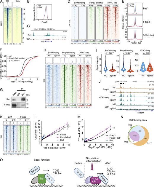NFAT and AP-1 regulate Foxp3–chromatin binding and tunable Treg function. (A–C) Foxp3 binding in Treg cells from oil and CsA treated mice (A). Foxp3gfp mice received oil or CsA (30 mg/kg body weight) i.p. every 12 h twice. Treg cells were then sorted from spleens and lymph nodes for Foxp3 CUT&RUN-seq. Data were merged from three replicates. Foxp3 expression level was assessed in Treg cells (B). Representative Foxp3 peaks at the Il10 locus in one of three replicates are shown (C). (D and E) Comparison of Batf and Foxp3 binding and chromatin accessibility in rTreg and aTreg cells. Data were merged from two replicates. (F) Genes linked to Foxp3 and Batf binding are upregulated in aTreg cells compared with rTreg cells. Two-sample Kolmogorov–Smirnov (K–S) test. (G) Coimmunoprecipitation of Batf and Foxp3 in nTreg cells expanded in vitro for 7 days. Cells were re-stimulated by TCR agonists for 15 h before experiment. (H and I) Batf and Foxp3 binding and chromatin accessibility in Treg cells after CRISPR deletion of Batf. Unpaired two-sample Wilcoxon test. Data were derived from two replicates. (J) Foxp3 binding, chromatin-accessibility, and Batf binding at the Tnfrsf9 locus in Treg cells that received retroviral sgBatf or sgNC. Data are representative of two replicates. (K) Batf and Foxp3 peaks in Th0 cells expressing Batf (“B”), Flag-Foxp3 (“F”), or both (“B+F”). Differential Foxp3 peaks (P < 0.05, FC > 2) are shown. Data were derived from two replicates. (L and M) Relationships between CD25 (L) or CTLA-4 (M) and Flag-Foxp3 levels in Th0 cells expressing full-length Flag-Foxp3, Batf, or both (Foxp3+Batf). Anti-Flag antibody was used to assess Flag-Foxp3 expression. n = 4 replicates. Data represent two experiments. Two-way ANOVA. (N) Comparison of Batf peaks in aTreg cells (this study) and Th2 and Th17 cells (Ciofani et al., 2012; Iwata et al., 2017). (O) A hypothetical model of dynamic Foxp3–chromatin interaction. In the resting state, Foxp3 associates with chromatin via preexistent DNA-binding proteins (e.g., Ets1) to confer Treg basal function by regulating genes such as Il2ra (CD25) and Ctla4. Upon stimulation or differentiation, induced DNA-binding proteins (e.g., NFAT and AP-1) recruit Foxp3 or facilitate Foxp3–chromatin binding to regulate genes (e.g., Il10, Ctla4, and Klrg1) that enhance Treg suppression of autoimmunity and antitumor response. Direct Foxp3-DNA binding stabilizes Foxp3–chromatin interaction, although it alone is insufficient to confer stable interaction with chromatin in physiological settings. When these induced proteins degrade, Foxp3–chromatin binding and Treg function are reset to the basal level. Foxp3 complex may also be actively displaced by undetermined mechanisms. For simplicity, other Foxp3-interacting proteins are not shown. Source data are available for this figure: SourceData F9.