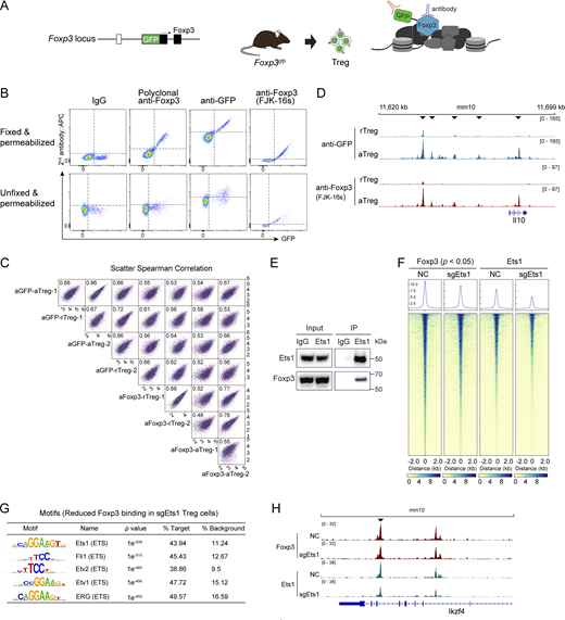 Assessment of Foxp3 and GFP antibodies for cellular staining and CUT&RUN-seq. (A) Schematic binding of Foxp3 and GFP antibodies in Treg cells isolated from Foxp3gfp knock-in mice expressing an N-terminal GFP:Foxp3 fusion protein. (B) Comparison of Foxp3 and GFP antibodies with flow cytometric staining of Treg cells isolated from Foxp3gfp mice. Cells were permeabilized with or without fixation before antibody staining. Data represent more than three experiments. (C) Cross-comparison of the CUT&RUN-seq results generated with rTreg and aTreg cells from Foxp3gfp mice and with anti-GFP and anti-Foxp3 (FJK-16s) antibodies. Two replicates per condition are shown. (D) Foxp3 peaks at the Il10 locus in rTreg and aTreg cells revealed by CUT&RUN-seq using anti-GFP and anti-Foxp3 (FJK-16s) antibodies as described above. Arrowheads indicate increased Foxp3 binding in aTreg cells. Data represent two replicates. (E) Co-immunoprecipitation of Ets1 and Foxp3 in in vitro induced Treg cells. (F) A heatmap showing Foxp3 and Ets1 binding in Treg cells after CRISPR deletion of Ets1. NC, non-targeting negative control sgRNA. (G) DNA sequence motifs for transcription factors enriched at the regions with reduced Foxp3 binding (P < 0.05) after Ets1 CRISPR knockout (sgEts1) in Treg cells. (H) Foxp3 and Ets1 peaks at the Ikzf4 locus in Treg cells that received retroviral sgEts1 or sgNC. Data are representative of two replicates. Source data are available for this figure: SourceData FS1. Refer to the image caption for details.