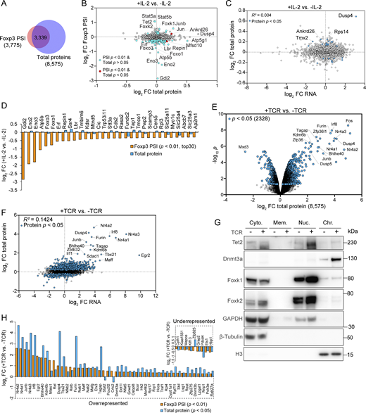 IL-2 and TCR signaling induce dynamic proteins near Foxp3. (A) Overlap of the proteins identified by Foxp3 PSI MS and whole-cell lysate MS. (B) Cross-comparison of differentially represented proteins after IL-2 stimulation identified by Foxp3 PSI MS versus whole-cell lysate MS. Data were derived from two or three replicates per condition. (C) Protein and mRNA levels measured by TMT MS or RNA-seq after IL-2 stimulation. iTreg cells induced from WT CD4 Tn cells in the presence of supplemented ASC were stimulated by IL-2 for 0.5 h before being harvested for RNA-seq (n = 2 biological replicates) or whole-cell lysate TMT MS (n = 3 biological replicates). (D) Top 30 factors depleted after IL-2 signaling in Foxp3 PSI MS (Foxp3 PSI FC < 1, P < 0.01, ranked by Foxp3 PSI FC). (E and F) Protein levels measured by TMT proteomics (E) or RNA-seq (F) in iTreg cells with or without TCR stimulation. iTreg cells induced from WT CD4 Tn cells in the presence of supplemented ASC were stimulated by TCR agonists for 3 h before being harvested for whole-cell lysate TMT MS (n = 3 biological replicates) or RNA-seq (n = 2 biological replicates). (G) Western blotting of indicated proteins in the following cellular fractions: cytoplasm (Cyto.), membrane (Mem.), nuclear (Nuc.), and chromatin (Chr.). iTreg cells induced from WT CD4 Tn cells in the presence of supplemented ASC were stimulated by TCR agonists for 3 h before being harvested for western blotting. Data represent two experiments. (H) Proteins enriched and depleted in Foxp3 PSI (p for PSI < 0.01) with significant changes of their total quantities after TCR stimulation (p for total proteins < 0.05). Source data are available for this figure: SourceData FS4. Refer to the image caption for details.
