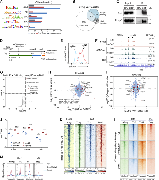 NFAT and AP-1 regulate Foxp3–chromatin binding. (A) DNA sequence motifs for transcription factors enriched at regions with significantly decreased Foxp3 binding (P < 0.05, FC > 2) in Treg cells from CsA-treated mice. (B) Peaks of Foxp3, Batf, and ATAC-seq that are significantly increased (Up; P < 0.05, log2FC ≥ 1) in aTreg versus rTreg cells. Unpaired, two-sample Wilcoxon test. (C) Co-immunoprecipitation of Batf and Foxp3 in HEK 293T cells ectopically expressing Batf and Foxp3. (D) Schematic procedures for Batf CRISPR deletion in nTreg cells. nTreg cells were sorted from RosaCas9Foxp3gfp mice and transduced with sgNC or sgBatf after in vitro activation; 7 days later, cells were restimulated by TCR agonists for 3 h before being harvested for CUT&RUN-seq and ATAC-seq. (E) Assessment of Batf CRISPR depletion in Treg cells by flow cytometry. (F) Foxp3 and Batf peaks and chromatin accessibility (ATAC-seq) at the Il2ra locus in control (NC) or Batf-depleted (sgBatf) Treg cells. Arrowhead indicates reduced binding of Foxp3. Data represent two replicates. (G) DNA sequence motifs for transcription factors enriched at the regions with reduced Foxp3 binding in Batf CRISPR knockout (sgBatf) nTreg cells. (H and I) Differential gene expression resulting from Batf KO (WT versus Batf KO) (Xu et al., 2021) and Foxp3 CRISPR deletion (this study) (H) or Foxp3 depletion (aTreg versus aWannabe) (van der Veeken et al., 2020) (I). Representative genes involved in Treg cell function are labeled. (J) Comparison of the effects of Batf KO and Foxp3 CRISPR deletion on the expression (RNA-seq) of Ctla4, Tnfrsf9, and Il10. Data were derived from two replicates per condition. Two-tailed, unpaired t tests; *P < 0.05, **P < 0.01, ****P < 0.0001. (K) Batf binding in Treg, Th2, and Th17 cells at the regions with increased Foxp3 binding in aTreg and rTreg cells (defined in Fig. 1 B). Batf ChIP-seq data in Th2 cells are from Iwata et al. (2017) and those in Th17 cells from Ciofani et al. (2012). (L and M) Batf and Irf4 binding in the regions of aTreg and rTreg cells with different Foxp3-binding modes. Irf4 ChIP-seq data are from Vasanthakumar et al. (2017). Source data are available for this figure: SourceData FS5. Refer to the image caption for details.