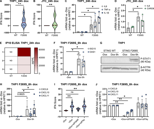 STING F269S expression in immune cell lines recapitulates the SAVI patient phenotype. (A and B) Violin plots showing the distribution of the IFN score in THP1 (A) and JTC (B) from qRT-PCR quantification of the median FC of six ISGs 24 h after dox-induced expression of STING WT or STING F269S. Each dot represents one ISG (n = 3 independent experiments; Mann–Whitney test; **, P < 0.01). (C and D) The expression of different inflammatory genes was measured by RT-qPCR 24 h after dox-induced expression of STING WT or STING F269S in THP1 (C) and JTC (D) and expressed as fold versus −dox, normalized to the HPRT1 housekeeping gene (mean ± SD; n = 4 independent experiments; Mann–Whitney test; *, P < 0.05). (E) IP10 levels were measured by ELISA in the supernatant of THP1 24 h after dox induced expression of STING WT or STING F269S (n = 3 independent experiments, ND = not detected). (F) ISGs levels were measured by RT-qPCR 6 h after dox-induced expression of STING F269S in THP1 and expressed as fold versus −dox, normalized to the HPRT1 housekeeping gene (mean ± SD; n = 6 independent experiments; one sample Wilcoxon test; *, P < 0.05). (G) STAT1 phosphorylation was evaluated by western blot in THP1 6 h after dox-induced expression of STING WT or STING F269S. β-ACTIN was used as loading control (n = 2 independent experiments; one representative blot is shown). (H) IFNγ-inducible genes were measured by RT-qPCR 6 h after dox–induced expression of STING F269S in THP1 and expressed as fold versus −dox, normalized to the HPRT1 housekeeping gene (mean ± SD; n = 4/6 independent experiments; one sample Wilcoxon test; *, P < 0.05). (I) Violin plots showing the distribution of the IFN score in THP1 F269S 6 h after treatment with dox ± αIFNAR or αIFNγ. Each dot represents one ISG (n = 4 independent experiments; two-way ANOVA with Dunnett’s multiple comparisons; **, P < 0.01; ns = not significant). (J) IFNγ-inducible genes were measured by RT-qPCR in THP1 F269S 6 h after treatment with dox ± αIFNAR or αIFNγ and expressed as fold versus +dox, normalized to the HPRT1 housekeeping gene (mean ± SD, n = 5 independent experiments; two-way ANOVA with Tukey’s multiple comparisons; *, P < 0.05; **, P < 0.01). Source data are available for this figure: SourceData F3. Refer to the image caption for details.