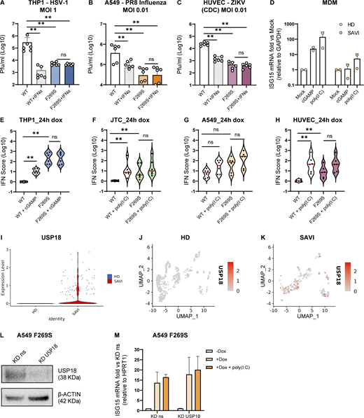 SAVI patient cells are less susceptible to viral infection but hyporesponsive to exogenous immune priming. (A–C) THP1 (A), A549 (B), and HUVEC (C) were prestimulated or not with IFNα for 16 h and then inoculated with the indicated infectious viruses. Viral supernatant was collected at 3 days after infection and titered on Vero cells (for HSV-1 and ZIKV) or MDCK cells (for IAV) (mean ± SD; n = 3 independent experiments; Mann–Whitney test; **, P < 0.01; ns = non-significant). (D) MDM from the SAVI patient and HD controls were stimulated with poly(I:C) or 2′3′cGAMP, and ISG15 level was measured at 24 h by qRT-PCR and expressed as fold versus mock, normalized to the GAPDH housekeeping gene (mean ± SD; n = 2 independent experiments). (E–H) Cells were treated with dox and stimulated with cGAMP or poly(I:C) for 24 h. The IFN score was calculated 24 h after dox administration in THP1 (E), JTC (F), A549 (G), and HUVEC (H) from qRT-PCR quantification of the median FC of six ISGs. Each dot represents one ISG (n = 3 independent experiments; Mann–Whitney test; **, P < 0.01; ns = not significant) (violin plots showing IFN score without stimulation are reported also in Fig. 3, A and B; and Fig. 6, A and B). (I) Violin plot showing the normalized expression level of USP18 from scRNAseq data in SAVI and HD samples. (J and K) UMAP showing the expression level and distribution of USP18 gene in HD (J) and SAVI (K) samples from scRNAseq data. (L) A549 STING F269S were transfected with siRNA targeting USP18 or a non-silencing (ns) siRNA control. Knock-down (KD) efficiency of USP18 was verified after 48 h by western blot. β-ACTIN was used as loading control (n = 2 independent experiments; one representative blot is shown). (M) A549 STING F269S were treated with dox and stimulated or not with poly(I:C) for 24 h. ISG15 level was measured by RT-qPCR and expressed as fold versus KD ns −dox, normalized to the HPRT1 housekeeping gene (mean ± SD; n = 3 independent experiments). Source data are available for this figure: SourceData F7. Refer to the image caption for details.