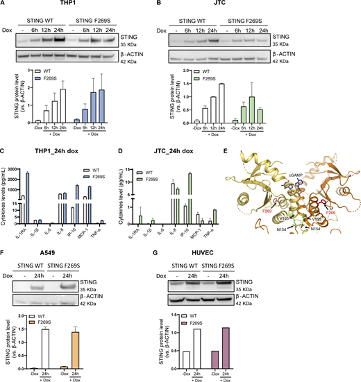Characterization of SAVI (STING F269S) cell lines. (A and B) STING WT and STING F269S protein levels were evaluated in THP1 (A) and JTC (B) by western blot at different time points after dox exposure and quantified using ImageJ (mean ± SEM; n = 2 independent experiments; one representative blot is shown). (C and D) The levels of the indicated cytokines were measured in the supernatant of THP1 (C) and JTC (D) 24 h after dox-induced expression of STING WT or STING F269S by MSD-based assay (mean ± SEM; n = 1 experiment in technical duplicate). (E) Cartoon representation of the soluble portion of dimeric human STING, with cGAMP modeled in its binding site (gray sticks) based on the observed conformation adopted by the ligand in cryo-EM structures of the chick homolog. F269 is shown with red sticks, and interface residues involved in SAVI N154 and V155 are shown with green sticks. (F and G) STING WT and STING F269S protein levels were evaluated in A549 (F) and HUVEC (G) by western blot at 24 h after dox exposure and quantified using ImageJ (mean ± SEM; n = 1–2 independent experiments; one representative blot is shown). Source data are available for this figure: SourceData FS2. Refer to the image caption for details.