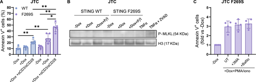 The STING F269S mutation is associated with T cell cytopenia and lack of memory T cell phenotype. (A) JTC were treated with dox for 24 h, washed, and stimulated for additional 24 h with anti-CD3, anti-CD28 antibodies. The percentage of apoptotic cells was evaluated by FACS (mean ± SD; n = 5 independent experiments; Mann–Whitney test; *, P < 0.05; **, P < 0.01). (B) MLKL phosphorylation was evaluated by western blot in JTC treated with dox for 24 h and stimulated for additional 24 h with PMA/ionomycin (P/I). JTC treated with TNFα ± ZVAD were added as the positive control. H3 was used as loading control (n = 2 independent experiments; one representative blot is shown). (C) JTC were treated with dox for 24 h, washed, and stimulated for additional 24 h with PMA/ionomycin in the presence or not of the indicated autophagy inhibitors. The percentage of apoptotic cells was evaluated by FACS and expressed in fold versus –dox (mean ± SD; n = 4 independent experiments). Source data are available for this figure: SourceData FS3. Refer to the image caption for details.
