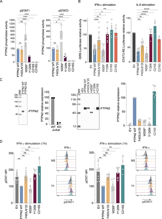 Effects of mutations on PTPN2 phosphatase activity and JAK-STAT signaling. (A) Tyrosine PTPN2 phosphatase activity of immunoprecipitated WT or mutant PTPN2 toward fluorescent tyrosine-phosphorylated STAT1 or STAT3 peptide by RP-UFLC. Mean and SDs are shown and represent three different experiments (ns, nonsignificant, *P < 0.05, ***P < 0.001, Paired t test). (B) STAT1 transcriptional activity following 24-h activation with IFN-α of HEK293T cells expressing IFN-sensitive responsive element (ISRE) and transfected with the indicated constructs (left panel). Mean and SDs are shown and representative of at least five different experiments in triplicate STAT3 transcriptional activity following 24-h activation with IL-6 of HEK293T cells expressing STAT3 responsive element and transfected with the indicated constructs (right panel). Results were normalized on Renilla. Mean and SDs are shown and representative of at least three different experiments in triplicate (ns, nonsignificant, *P < 0.05, **P < 0.01, ***P < 0.001, ****P < 0.0001, ordinary one-way ANOVA, followed by Dunnett’s multiple comparisons test). (C) PTPN2 protein expression in Jurkat–T cells and PTPN2 Crispr KO Jurkat–T cells. PTPN2 expression was quantified using anti-PTPN2 antibody and automated quantitative western blot (left panels). Mean and SDs are shown and representative of three different experiments. PTPN2 constructs were re-expressed in Jurkat–T cells following lentiviral transduction and protein expression was verified using anti-HA antibody and automated quantitative western blot (right panels). Mean and SDs are shown and representative of five different experiments. (D) Modified Jurkat–T cells were stimulated with IFN-α or IFN-γ as indicated and phosphorylation of STAT1 was measured by intracellular staining and analyzed by spectral cytometry. pSTAT1 phosphorylation in Jurkat transduced with PTPN2 WT was used as reference. Histograms representative of one experiment out of four are illustrated on the right of each quantification (ns, nonsignificant, *P < 0.05, **P < 0.01, one-way ANOVA, Kruskal–Wallis test). All MW are in kDa. Source data are available for this figure: SourceData F3. Refer to the image caption for details.