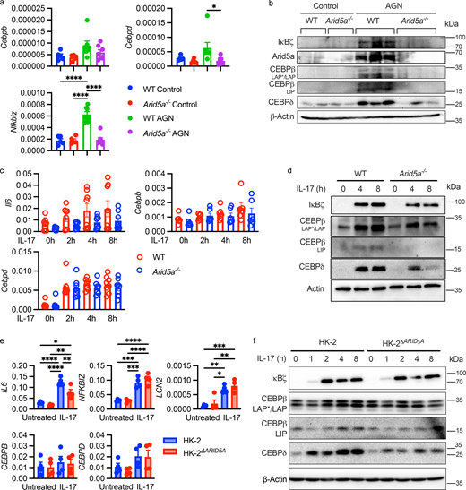 Arid5a regulates C/EBP transcription factors. (a) The indicated mice were administered PBS or subjected to AGN. Expression of IL-17–induced TFs in AGN kidney was assessed on day 7 by qPCR normalized to Gapdh. Each symbol represents one mouse (n = 5–7) pooled from two independent experiments. Mean ± SEM, analyzed by one-way ANOVA with post-hoc Tukey’s test for multiple comparisons. (b) The indicated proteins were assessed in whole kidney homogenates by immunoblotting. Each lane depicts lysates from an individual mouse. (c) Primary RTECs isolated from WT or Arid5a−/− kidneys were stimulated with IL-17. The indicated genes were assessed by qPCR normalized to Gapdh. Each symbol represents one mouse (n = 8), pooled from six independent experiments and analyzed by one-way ANOVA with Sidak’s test for multiple comparisons for each time point. (d) Cell lysates from primary murine RTECs were subjected to immunoblotting. C/EBPβ isoforms: LAP/LAP*, liver enriched activator protein; LIP, liver enriched inhibitor protein. Data are representative of three independent experiments. (e) HK-2 and HK-2ΔARID5A cells were stimulated with human IL-17 at the following time points: LCN2 and NFKBIZ at 2 h, IL6, CEBPB, and CEBPD at 8 h. Expression was assessed by qPCR, normalized to GAPDH. Mean ± SEM, analyzed by one-way ANOVA with post-hoc Tukey’s test for multiple comparisons. Each symbol represents one sample, pooled from four independent experiments. (f) HK-2 and HK-2ΔARID5A cells were treated with IL-17 for the indicated times, and lysates were analyzed by immunoblotting. Image representative of three independent experiments. *P < 0.05, ** < 0.01, *** < 0.001, **** < 0.0001. Source data are available for this figure: SourceData F4.