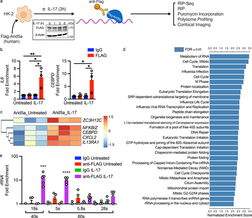Identification of Arid5a target transcripts in RTECs. (a) Experimental design. Inset: HK-2 cells were transfected with Flag-Arid5a and treated ± IL-17 for the indicated times. Flag-Arid5a was assessed in cell lysates by immunoblotting, representative of three independent experiments. (b) HK-2 cells were transfected with Flag-Arid5a, treated ± IL-17 for 3 h, and enrichment of the indicated mRNAs after RIP was assessed by qPCR. Each symbol represents an individual sample, pooled from three independent experiments. Results were normalized to untreated IgG RIP controls. Data are mean ± SEM, analyzed by one-way ANOVA with post-hoc Tukey’s test for multiple comparisons. (c) HK-2 cells were transfected with Flag-Arid5a, treated ± IL-17 for 3 h, and lysates were subjected to RIP-Seq with anti-Flag or IgG isotype controls. Heatmaps show selected inflammatory mRNAs from three independent replicates. (d) GSEA pathway prediction of RIP-Seq comparing untreated and IL-17–treated samples, FDR < 0.05, minimum gene IDs in category = 5. (e) HK-2 cells were transfected with Flag-Arid5a, treated ± IL-17 for 3 h, and lysates subjected to RIP. Enrichment of rRNAs corresponding to 40S (18S) and 60S ribosomes (5S, 5.8S, 28S) were determined by qPCR, normalized to untreated IgG RIP controls. Data show mean ± SEM, analyzed by one-way ANOVA with post-hoc Tukey’s test. Data were pooled from five independent experiments. *P < 0.05, ** < 0.01, *** < 0.001, **** < 0.0001. Source data are available for this figure: SourceData F5.
