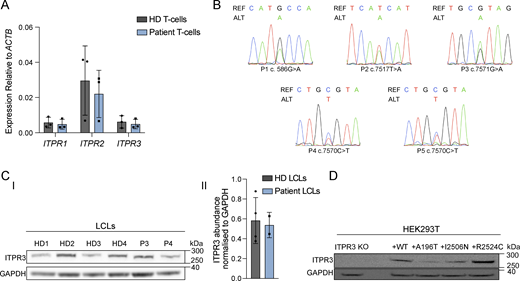 Expression of ITPR members in HD and patient cells. (A) RT-qPCR for ITPR1, ITPR2, and ITPR3 transcripts in peripheral blood T cells isolated from HD and patients (P2, P4, and P5). Results shown are relative to beta-actin (ACTB) expression, are representative of two independent experiments, and are not statistically significant via multiple unpaired t tests with Holm-Sidak correction for multiple comparisons. (B) Sanger sequencing of cDNA showing expression of WT and variant ITPR3 transcripts for P1 (fibroblasts), P2 (T cells), P3 (LCLs), P4 (T cells), and P5 (T cells); REF = reference sequence, ALT = alternative sequence; representative of two independent experiments. (C) Protein expression of ITPR3 in LCLs from HDs, P3 and P4. (I) Western blot for ITPR3 and GAPDH using LCL lysates; representative of three independent experiments. (II) Densitometric quantification of ITPR3 protein abundance in LCLs relative to GAPDH. (D) Western blot for ITPR3 and GAPDH in ITPR3 KO HEK293T cells (ITPR3 KO) and in transfected ITPR3 KO cells expressing WT ITPR3 protein or the A196T, I2506N, and R2524C protein variants; representative of two independent transfection experiments. Source data are available for this figure: SourceData F2.