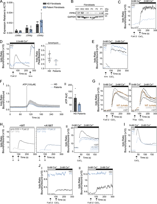 Ca2+flux in patient primary skin fibroblasts, primary Tcells, and gene-edited cell lines expressing patient protein variants. (A) RT-qPCR for ITPR1, ITPR2, and ITPR3 transcripts in primary skin fibroblasts obtained from three HDs and three patients (P1, P2, and P3). Results shown are relative to beta-actin (ACTB) expression are representative of two independent experiments and are not statistically significant via multiple unpaired t tests with Holm–Sidak correction for multiple comparisons. (B) Western blot for ITPR3 and GAPDH in primary skin fibroblasts from three HDs and three patients (P1, P2, and P3); representative of two independent experiments. (C–J) The ratiometric Ca2+ indicator Indo-1 was used to measure cytoplasmic Ca2+ concentration. (C) Ca2+ flux after stimulation with anti-CD3 plus F(ab′)2 in thawed pre-HCT primary T cells from P1 (blue) and from a HD (grey) in Ca2+-free media and upon addition of CaCl2. This single, independent experiment was analyzed separately from the data shown in Fig. 4 A due to poor cell viability. (D) Ca2+ flux after stimulation with anti-CD3/F(ab′)2 in primary T cells from P4 (blue) and from a HD (grey) in Ca2+-containing media and upon addition of ionomycin at 240 s; representative of three independent experiments; not significant, Mann–Whitney U test. (E) Ca2+ flux after stimulation with ionomycin in Ca2+-free media and upon addition of CaCl2 in CTLs from P2 and P4 (light blue) versus one HD; representative of two independent experiments. (F) Ca2+ flux in fibroblasts from four HDs (grey) versus P1, P2, and P3 (blue) stimulated with ATP; traces are shown in I and graph of the AUC of the peaks in II. Graphs represent the mean of three separate experiments and error bars indicate SEM. (G) Ca2+ flux in WT (red) and ITPR3 KO Jurkat T cells (light grey), and ITPR3 KO cells stably transduced with WT ITPR3 (dark grey) after stimulation with (I) anti-CD3/F(ab′)2 or (II) thapsigargin in Ca2+-free media and upon addition of CaCl2; representative of two independent experiments. (H) Ca2+ flux upon addition of CaCl2 in Ca2+-free media in (H) Jurkat ITPR3KO T cells expressing WT or variant ITPR3 proteins; (I) shows representative plots of ITPR3 WT (left) and variant expressing (right) cells either pre-stimulated with anti-CD3 and addition of F(ab′)2 (at timepoint A) followed by addition of CaCl2 (at timepoint B; darker line), or CaCl2 alone (at timepoint A; paler line); (II) shows a comparison of Ca2+ influx upon addition of CaCl2 alone (i.e., without agonist stimulation) in cells expressing WT ITPR3 or the various ITPR3 variant proteins; representative of two independent experiments. (I) Ca2+ flux upon addition of CaCl2 in Ca2+-free media in CTLs from P2, P4, and one HD; representative of two independent experiments. (J) Ca2+ flux in ex vivo differentiated T cells from P5 and from one HD stimulated with anti-CD3/F(ab′)2 in (I) single positive CD4+ and (II) single positive CD8+ cells; representative of two independent experiments. Source data are available for this figure: SourceData FS1.