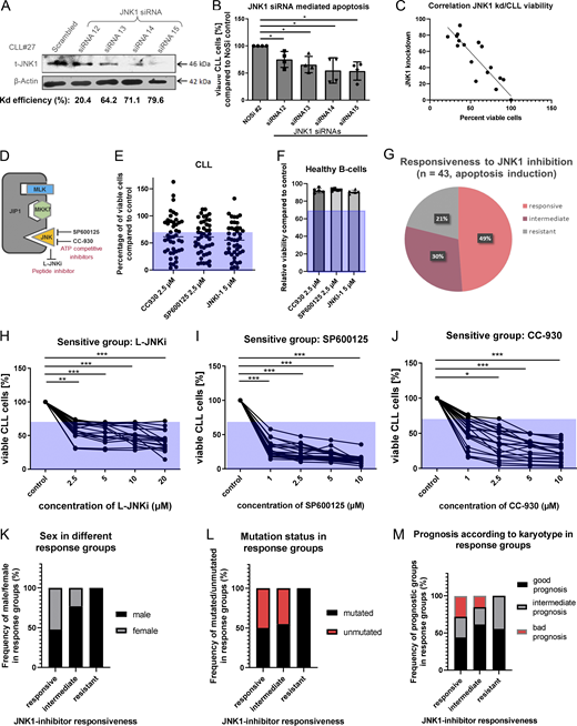 JNK1 knockdown and JNK1 inhibition induces apoptosis in primary human CLL cells. (A) Knockdown efficiency in CLL patient samples using four different JNK1-siRNAs for 24 h (CLL#27; figure shows one out of four patient samples). (B) Viable CLL cells after 36 h of JNK1 knockdown using four different siRNAs (n = 4) in four different CLLs. Bar shows the mean viability for all four CLL patients (unpaired t test, *P < 0.05). (C) Correlation of JNK1 kd efficiency (A) with CLL cell viability (B). (D) Mechanism of action of the ATP-competitive JNK1 inhibitors SP600125 and CC-930 and the L-JNKi inhibitory peptide. (E) Relative amount of viable CLL cells treated with the three different JNK1 inhibitors at the indicated concentrations compared with DMSO control (n = 43 CLLs). (F) Relative amount of viable B cells from healthy donors after treatment with three JNK1 inhibitors at indicated concentrations compared to DMSO control (n = 5). (G) Response groups according to apoptosis induction after JNK1 inhibitor treatments with three different JNK1 inhibitors in 43 CLL patient samples. Sensitivity to one inhibitor was defined as relative apoptosis induction of >30% with the 2.5 µM inhibitor concentration (kinase inhibitors) and the 5 µM concentration (JNK1i) compared with control treatment. Responsive was defined as a CLL sample, which responded to all three inhibitors, intermediate responsive samples responded to one to two inhibitors and resistant samples did not respond to any inhibitor. (H–J) Quantification of relative viable CLL cells treated with three different JNK1 inhibitors for 24 h compared with controls, here showing all samples in the responsive group, which are sensitive to all three inhibitors (n = 21) (unpaired t test, *P < 0.05, **P < 0.01, ***P < 0.001). (K–M) Distribution of patient characteristics like sex, mutation status (IGHV mutated or unmutated), or prognosis according to karyotype and p53 status (complex karyotype, 11q-, 17p-, or p53 mutation) within the different response groups. Source data are available for this figure: SourceData F2.