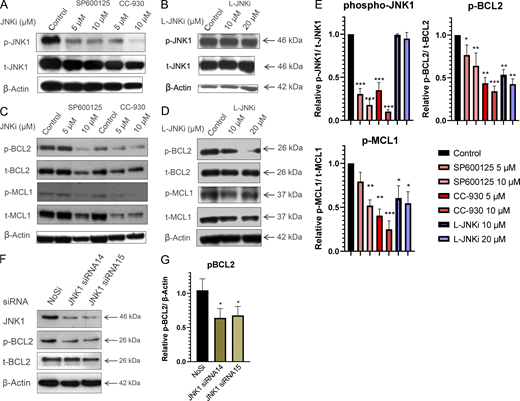 JNK1 inhibition reduces the expression of the anti-apoptotic proteins BCL2 and MCL1. (A) Protein expression of p-JNK1 and total JNK1 in primary human CLL cells after 4 h of SP600125 and CC-930 treatment (n = 3, shown CLL#8). (B) Protein expression of p-JNK1 and total JNK1 in primary human CLL cells after 8 h of L-JNKi treatment (CLL#34). (C) Protein expression of p-BCL2, total BCL2, p-MCL1, and total MCL1 in primary human CLL cells after 8 h of SP600125 and CC-930 treatment (CLL#26). (D) Protein expression of p-BCL2, total BCL2, p-MCL1, and total MCL1 in primary human CLL cells after 4 h of L-JNKi treatment (CLL#34). Blots are shown for one out of three CLLs per treatment. (E) Relative expression of pJNK1, pBCL2, and pMCL1 compared with β-actin and relative to the non-treatment control in CLL cells (n = 3) treated with the different JNK1 inhibitors (three CLLs per treatment, unpaired t test *P < 0.05; **P < 0.01, ***P < 0.001). (F) JNK1 expression and pBCL2/BCL2 expression in CLL cells treated with JNK1 siRNA15 and 16 or NoSi control for 24 h (CLL#34). (G) Relative expression of pBCL2 in CLL cells (n = 3) treated with siRNAs against JNK1 or NoSi compared with β-actin and normalized to the control group. Source data are available for this figure: SourceData F3. Refer to the image caption for details.