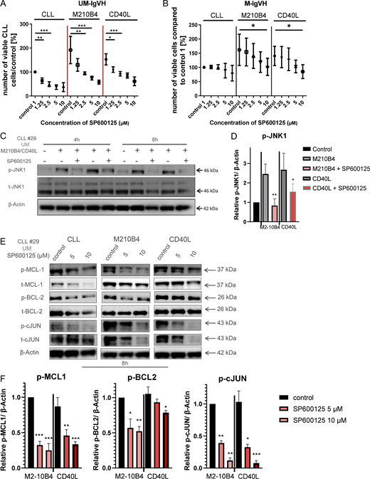 JNK1 inhibitors overcome TME-induced resistance mechanisms like the upregulation of antiapoptotic proteins. (A and B) Viability of IGHV unmutated (A, n = 11) or mutated (B, n = 12) CLL samples with or without stromal co-culture (M2-10B4 or CD40L secreting cells) after 24 h of SP600125 treatment (unpaired t test, *P < 0.05; **P < 0.01, ***P < 0.001). (C) Protein expression of p-JNK1 and total JNK1 in primary human CLL cells with or without stromal co-culture (M2-10B4 or CD40L secreting cells) and after 4 and 8 h of SP600125 treatment (CLL#29). (D) Relative expression of p-JNK1 in CLL samples either untreated, co-cultivated with M2-10B4 cells, or with CD40L secreting cells ± SP600125 treatment compared with β-actin and normalized to the control group (n = 4 CLLs) (unpaired t test, *P < 0.05). (E) Protein expression of p-c-JUN, c-JUN, p-BCL2, BCL2, p-MCL1, and MCL1 in primary human CLL cells with or without stromal co-culture (M2-10B4 or CD40L secreting cells) and after 8 h of SP600125 treatment (CLL#29). (F) Relative expression of p-MCL1, p-BCL2 and p-cJUN in CLL samples (n = 4) with or without stromal co-culture (M2-10B4 or CD40L secreting cells) and after 8 h of SP600125 treatment compared with β-actin and normalized to the control group. Statistical significance was calculated via a two-tailed unpaired t test (*P < 0.05; **P < 0.01, ***P < 0.001). Source data are available for this figure: SourceData F4. Refer to the image caption for details.
