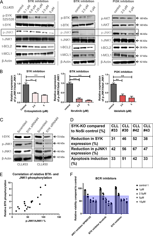 JNK1 is downstream of the proximal BCR kinases BTK, SYK, and PI3K. (A) Protein expression of BCR signaling kinases pSYK, SYK, pBTK, BTK, and pAKT and AKT, p-JNK1, total JNK1, total BCL2, and total MCL1 in CLL cells after 8 and 24 h of treatment with the SYK inhibitor entospletinib, the BTK inhibitor ibrutinib, or the PI3K inhibitor idelalisib (CLL#25). (B) Relative expression of p-JNK1 compared with total JNK1 after 4 h of treatment with entospletinib, ibrutinib, and idelalisib (n = 3 CLLs) (unpaired t test, **P < 0.01, ***P < 0.001). (C) Protein expression of SYK, p-JNK1, and total JNK1 in primary human CLL cells after 24 h of siRNA-mediated SYK knockdown (CLL#33 and #30). (D) Knockdown efficiency of SYK (24 h), relative protein expression of p-JNK1 compared with total-JNK1 (24 h), and reduction of CLL cell viability after SYK knockdown compared to control (48 h) (n = 4 different CLLs). (E) Relative BTK phosphorylation compared with relative JNK1 phosphorylation in CLL (n = 19) (raw data in Fig. S1, statistical analysis via Pearson correlation coefficient). (F) BCR inhibitors against BTK (ibrutinib) and SYK (entospletinib) were compared with the JNK1 inhibitor SP600125 in their ability to reduce viability of three CLL patient samples in vitro. Source data are available for this figure: SourceData F5. Refer to the image caption for details.
