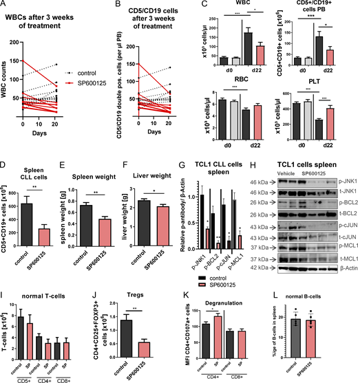 JNK1 inhibition decreases leukemic burden and modulates immune responses in Eµ-TCL1 mice. (A and B) WBC counts or (B) quantity of CLL-like CD19+/CD5+ cells of TCL1-tg mice treated with vehicle control or the JNK1 inhibitors SP600125 for 3 wk shown before and after treatment (10 mice in each treatment group). (C) 20 C57BL6 mice were sublethally irradiated and transplanted with splenocytes of three diseases TCL1-tg mice and used for treatment experiments after disease development. Graphs show WBC, RBC, platelet (PLT) counts and quantity of CD19+CD5+ CLL-like cells in the PB after 3 wk of SP600125 or vehicle treatment (n = 10 per group, unpaired t test, *P < 0.05; ***P < 0.001). (D–F) Total number of CD5+CD19+ cells per spleen (D), spleen weight (E), and liver weight (F) in TCL1-Tx mice after 3 wk of SP600125 treatment (unpaired t test, *P < 0.05; **P < 0.01). (G) Relative protein levels of p-JNK1, p-BCL2, p-cJUN, and pMCL1 in sorted CD5+/CD19+ cells from spleens of TCL1-Tx mice after 21 d of SP600125 treatment (unpaired t test, *P < 0.05; **P < 0.01). (H) Protein levels of p-JNK1, total JNK1, p-BCL2, total BCL2, p-c-Jun, total c-Jun, p-MCL1 and total MCL1 in sorted CD5+/CD19+ cells of TCL1-Tx mice after 21 d of SP600125 treatment. (I) Total number of CD5+, CD4+, and CD8+ T cells in spleens of SP600125-treated TCL1-Tx mice. (J) Absolute number of Tregs in the spleens of TCL1-Tx mice after 3 wk of SP600125 treatment (n = 10 per group, unpaired t test, **P < 0.01). (K) CD107a expression as marker for degranulation of CD4+ and CD8+ T cells in the spleens of TCL1-Tx mice after 21 d of SP600125 treatment (n = 10 mice per group). (L) Graph shows the percentage of B cells (CD19+, B220+) in spleens of C57/Bl6 mice (n = 5 per group) treated with vehicle control or the JNK1 inhibitor SP600125 for 3 wk. Statistical significance was calculated via a two-tailed unpaired t test (*P < 0.05; **P < 0.01, ***P < 0.001). Source data are available for this figure: SourceData F6.