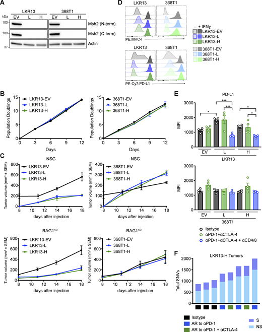 Validation of Msh2 KO tumors. (A) Immunoblot analysis of C-terminal and N-terminal Msh2 expression in EV and Msh2 KO (L and H) LKR13 and 368T1 cells; β-Actin is a loading control; data shown are representative of two independent experiments. (B) In vitro proliferation assay of EV and Msh2 KO (L and H) cells. (C) Tumor growth curves after 500,000 of the indicated cells were injected subcutaneously into NSG (top) and Rag1KO (bottom) mice (n = 3–4 mice per group). (D) Surface expression of MHC-I and PD-L1 in EV and Msh2 KO (L and H) cells with and without IFNγ treatment in vitro. (E) Expression of PD-L1 in CD45− cancer (and stromal) cells from EV and Msh2 KO (L and H) LKR13 (top) and 368T1 (bottom) tumors on day 22 after tumor initiation in immunocompetent B6129SF1/J mice (n = 4 mice per group). (F) Number of synonymous (S) and non-synonymous (NS) SNVs identified in Msh2 KO LKR13-H tumors collected from B6129SF1/J mice that were either treated with Iso, or were treated with and developed AR to anti-PD-1 or anti-PD-1 and anti-CTLA-4. Significance was determined using one-way ANOVA (E). *P < 0.05, ***P < 0.001. Source data are available for this figure: SourceData FS1. Refer to the image caption for details.