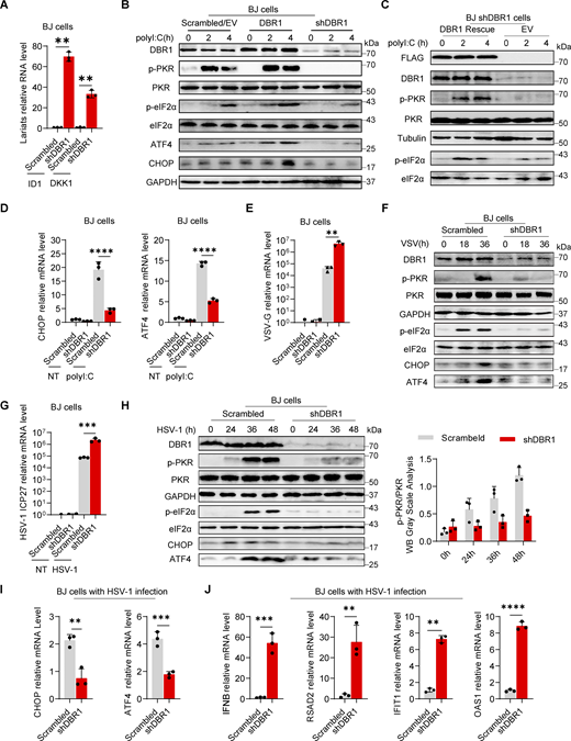 DBR1 regulates the PKR-mediated stress response during viral infection. (A) RT-qPCR determination of ID1, DKK1 RNA lariat levels in BJ scrambled control and shDBR1 cells. Data are representative of three independent experiments. Graphs depict the mean with standard deviation (SD), and points represent biological replicates. Statistical analysis was performed with one-way ANOVA with Dunnett’s multiple comparisons test. **, P < 0.01. (B) BJ cells stably expressing Flag-DBR1 and an shRNA against DBR1 together with a scrambled/EV control were transfected and stimulated with polyI:C (1 µg/ml), and were then subjected to WB analysis with the indicated antibodies. GAPDH was used as a loading control. Data shown are representative of three independent experiments. (C) shDBR1 BJ cells transfected with EV or DBR1 were transfected with polyI:C (1 µg/ml) for 0, 2, or 4 h. Cell lysates were then prepared and subjected to WB with the indicated antibodies. Tubulin was used as a loading control. Data shown are representative of three independent experiments. (D) Following stimulation with polyI:C (1 µg/ml) in scrambled control and shDBR1 BJ cells, RT-qPCR was performed to quantify CHOP and ATF4 mRNA levels. Data are representative of three independent experiments. Graphs depict the mean with SD, and points represent biological replicates. Statistical analysis was performed with one-way ANOVA with Dunnett’s multiple comparisons test. ****, P < 0.0001. (E) BJ scrambled control or shDBR1 cells were infected with VSV at an MOI of 0.1 for 24 h, and viral replication was then detected by RT-qPCR. Data are representative of three independent experiments. Graphs depict the mean with SD, and points represent biological replicates. Statistical analysis was performed with one-way ANOVA with Dunnett’s multiple comparisons test. **, P < 0.01. (F) BJ cells transduced with scrambled shRNA or shDBR1 were infected with VSV at an MOI of 0.1 for various times. The cells were then lysed and subjected to WB with the indicated antibodies. GAPDH was used as a loading control. Data shown are representative of three independent experiments. (G) BJ cells transduced with scrambled shRNA or shDBR1 were infected with HSV-1 at an MOI of 0.5 for 24 h and then quantified for viral mRNA by RT-qPCR. Data representative of three independent experiments. Graphs depict the mean with SD, and points represent biological replicates. Statistical analysis was performed with one-way ANOVA with Dunnett’s multiple comparisons test. ***, P < 0.001. (H) BJ cells transduced with scrambled shRNA or shDBR1 were infected with HSV-1 at an MOI of 0.5 for various times. The cells were then lysed and subjected to WB with the indicated antibodies, followed by the p-PKR/PKR WB grayscale analysis of three independent experiments. GAPDH was used as a loading control. (I and J) BJ cells were infected with HSV-1 (MOI: 0.5) for 24 h and then quantified for the expression of the indicated ISR genes (I), IFNB and the indicated ISGs (J) by RT-qPCR. Data are representative of three independent experiments. Graphs depict the mean with SD and points represent biological replicates. Statistical analysis was performed with t tests. **, P < 0.01; ***, P < 0.001. Source data are available for this figure: SourceData F1.